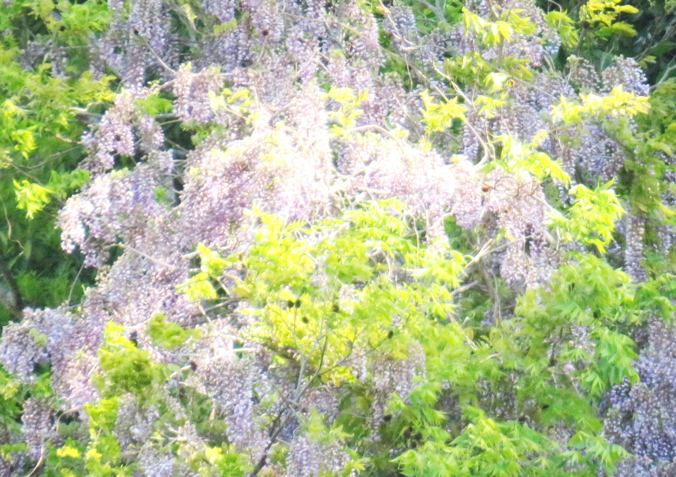 藤の花