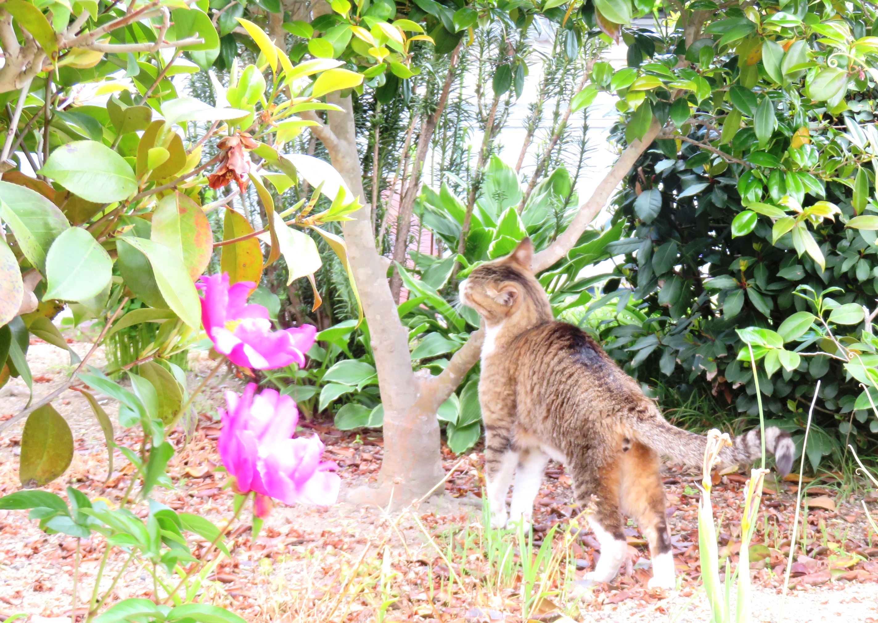 ねこ、風太 巡回
