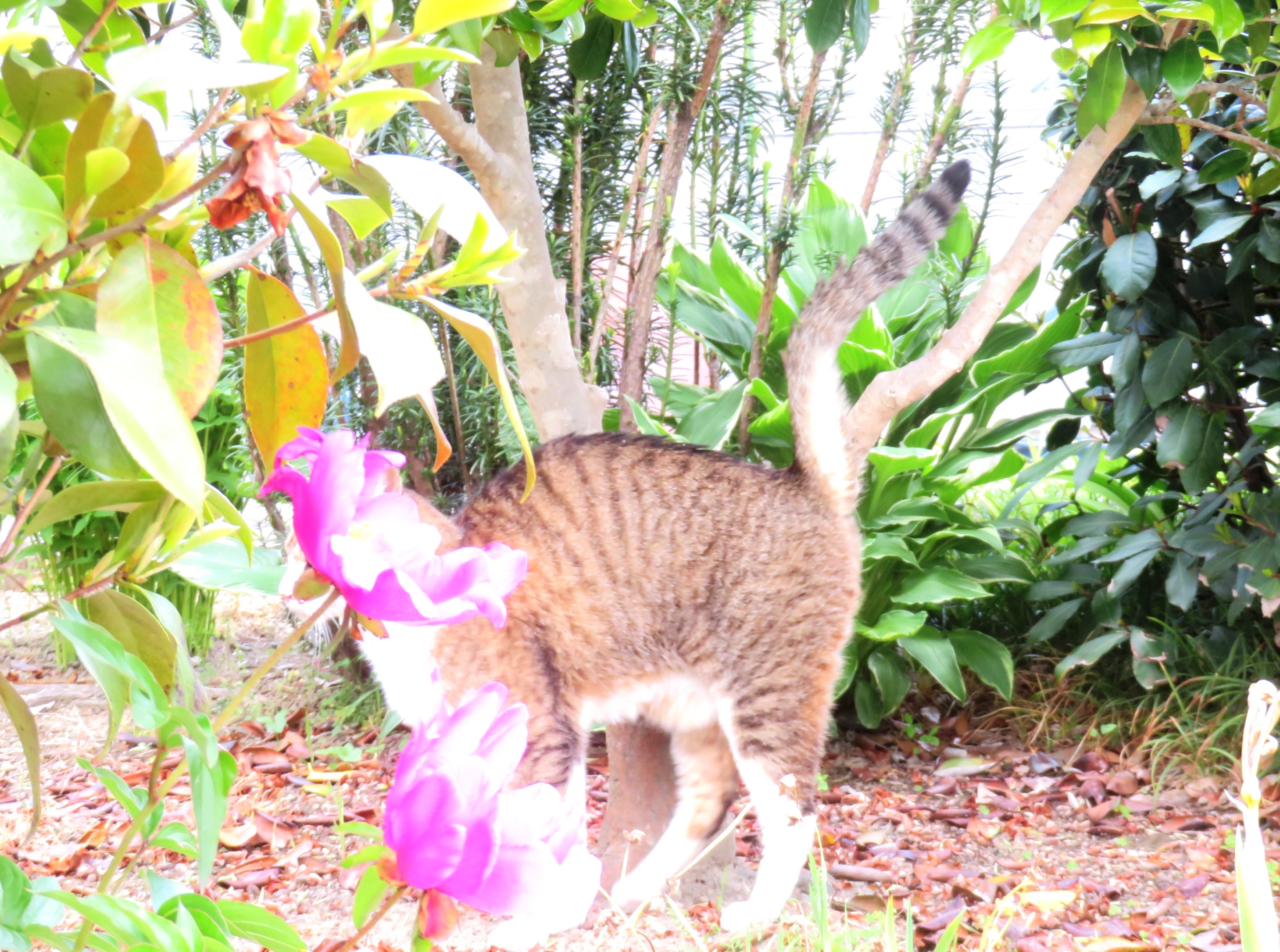 ねこ、風太 巡回