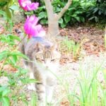 ねこ、風太　巡回