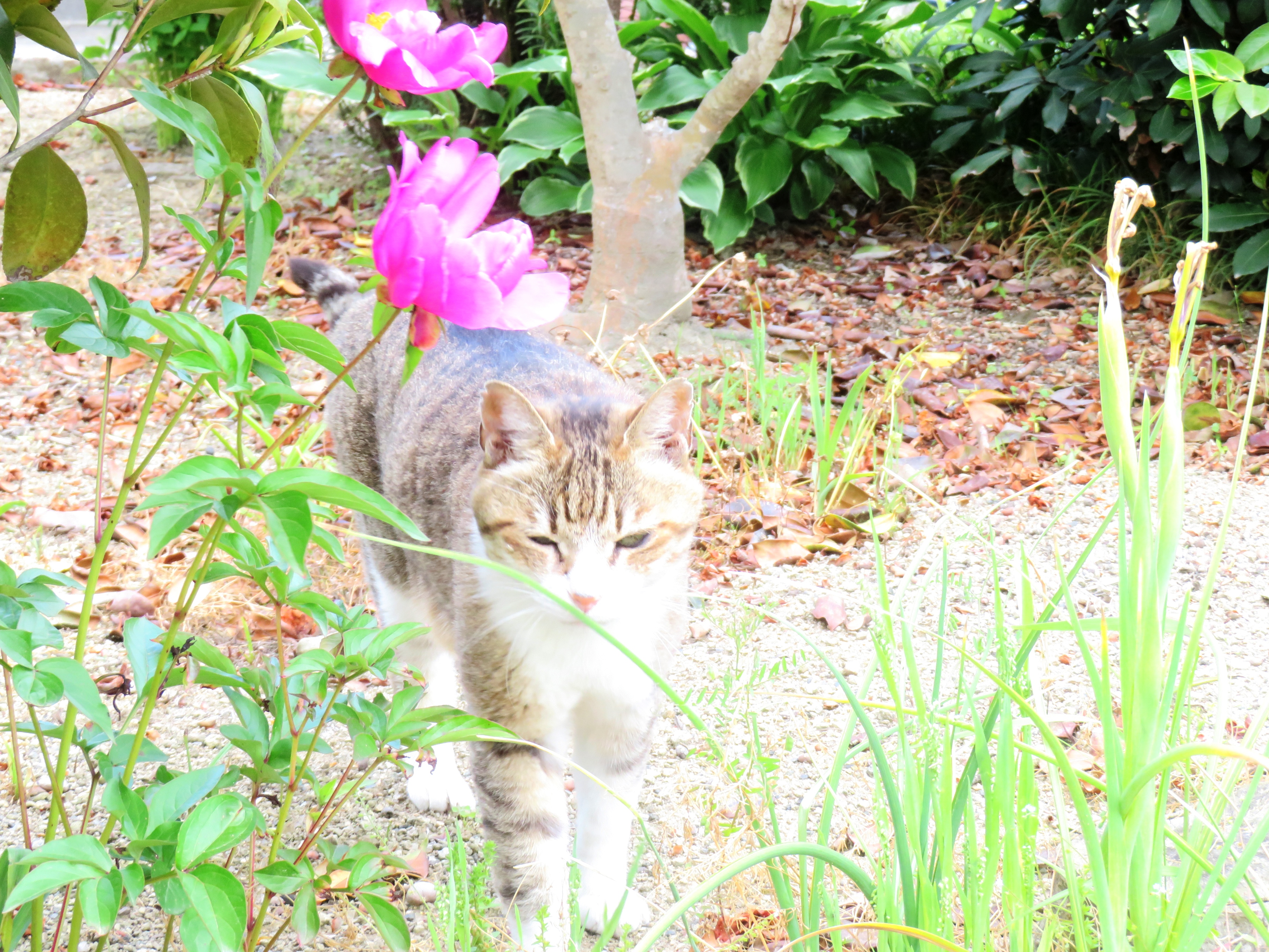 ねこ、風太 巡回