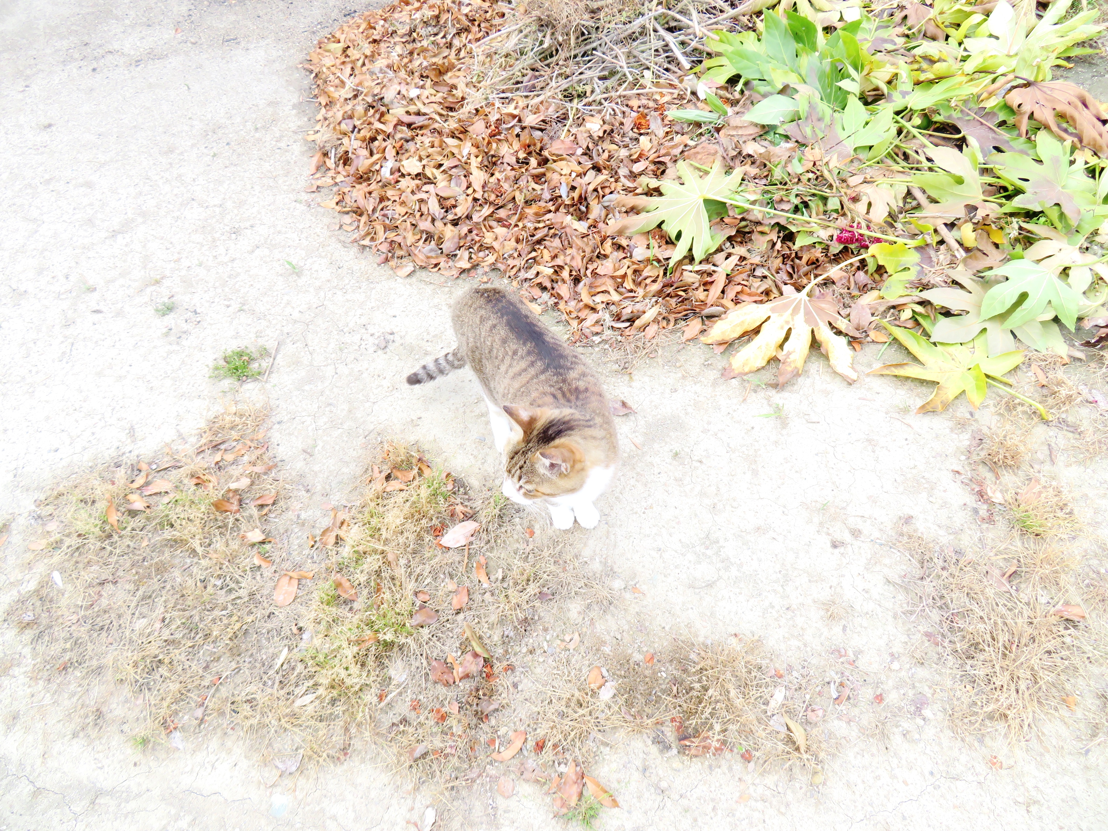 ねこ、風太 巡回