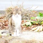 ねこ、風太　巡回