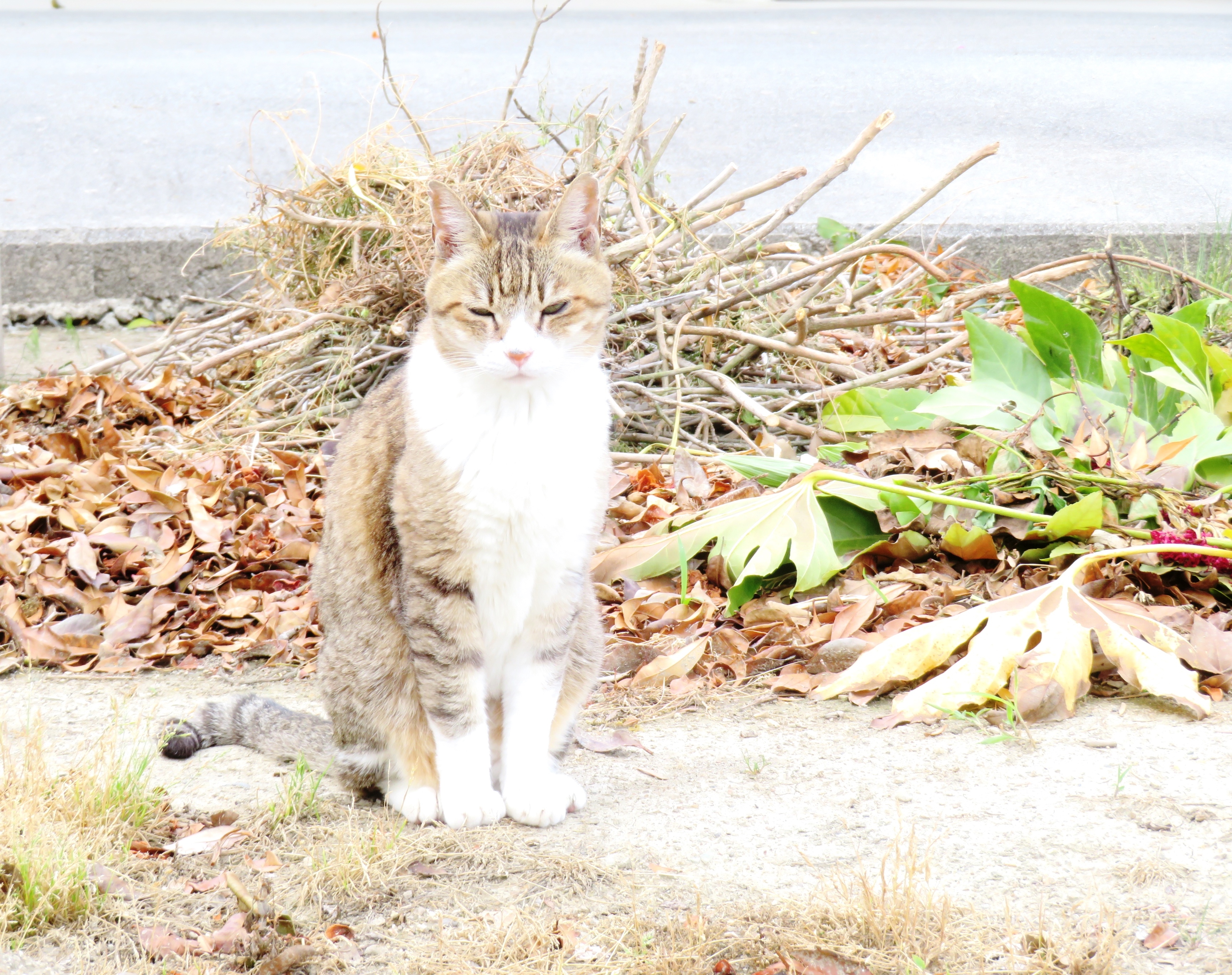 ねこ、風太 巡回