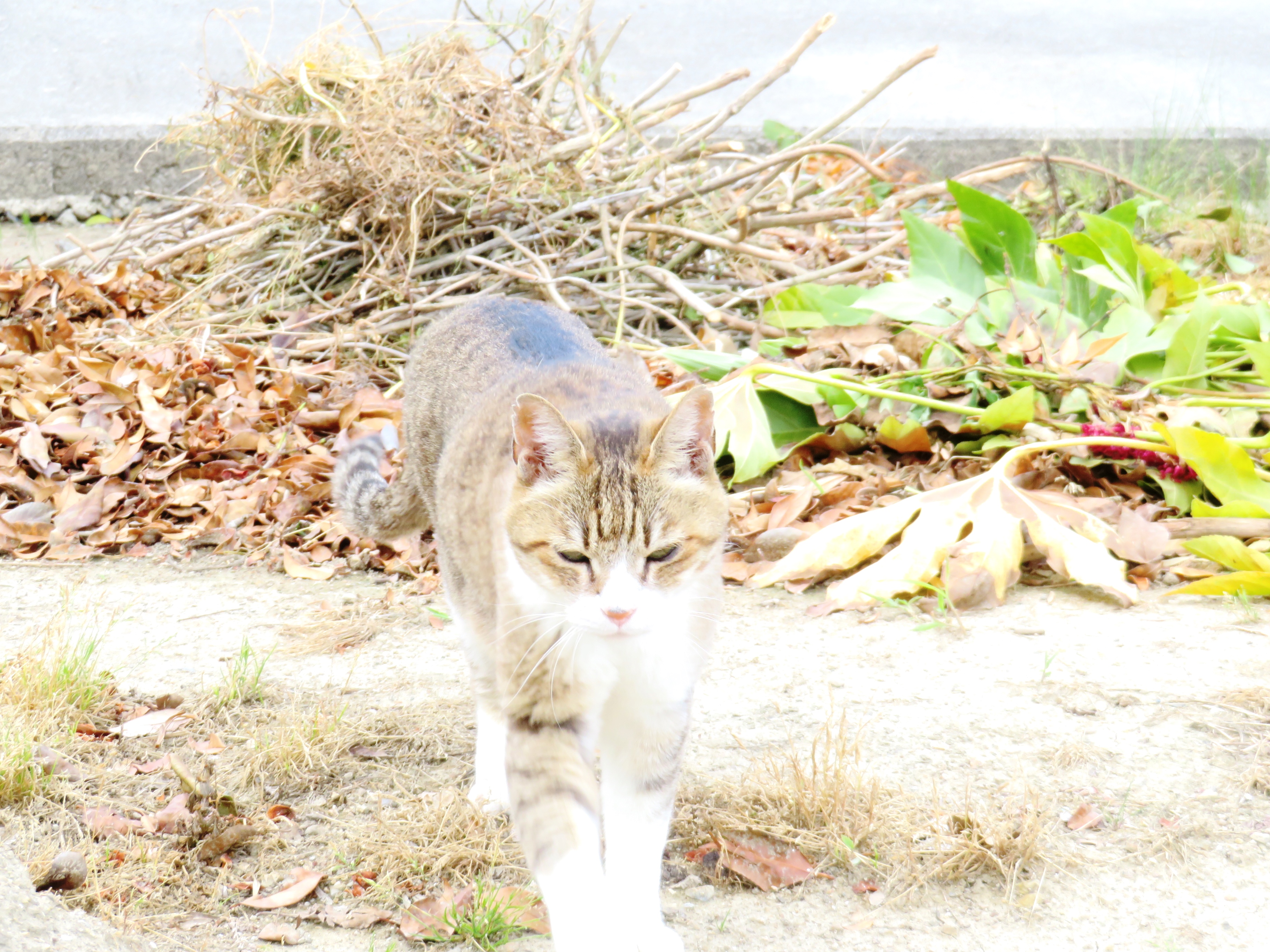 ねこ、風太 巡回