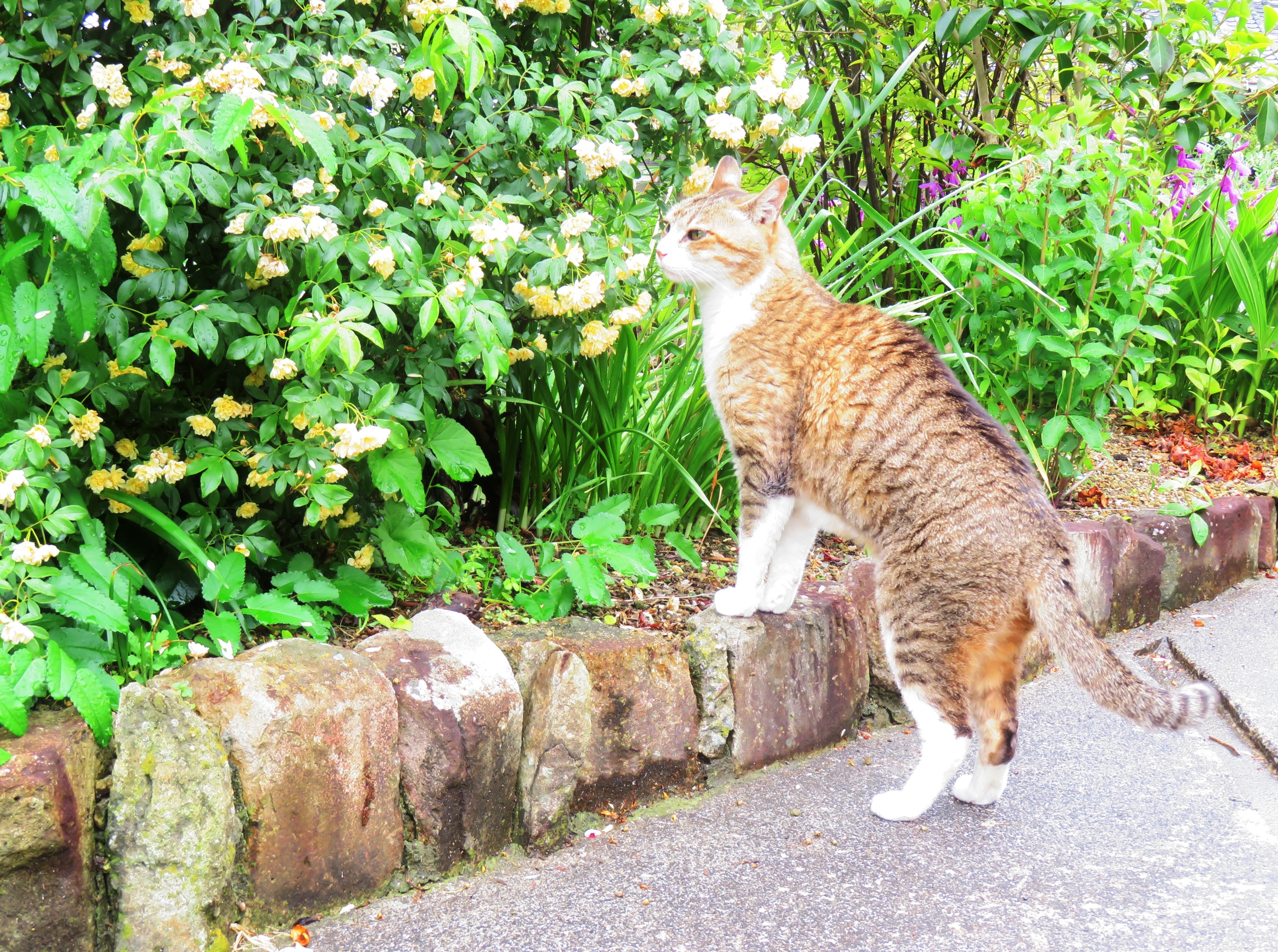 ねこ、風太 巡回