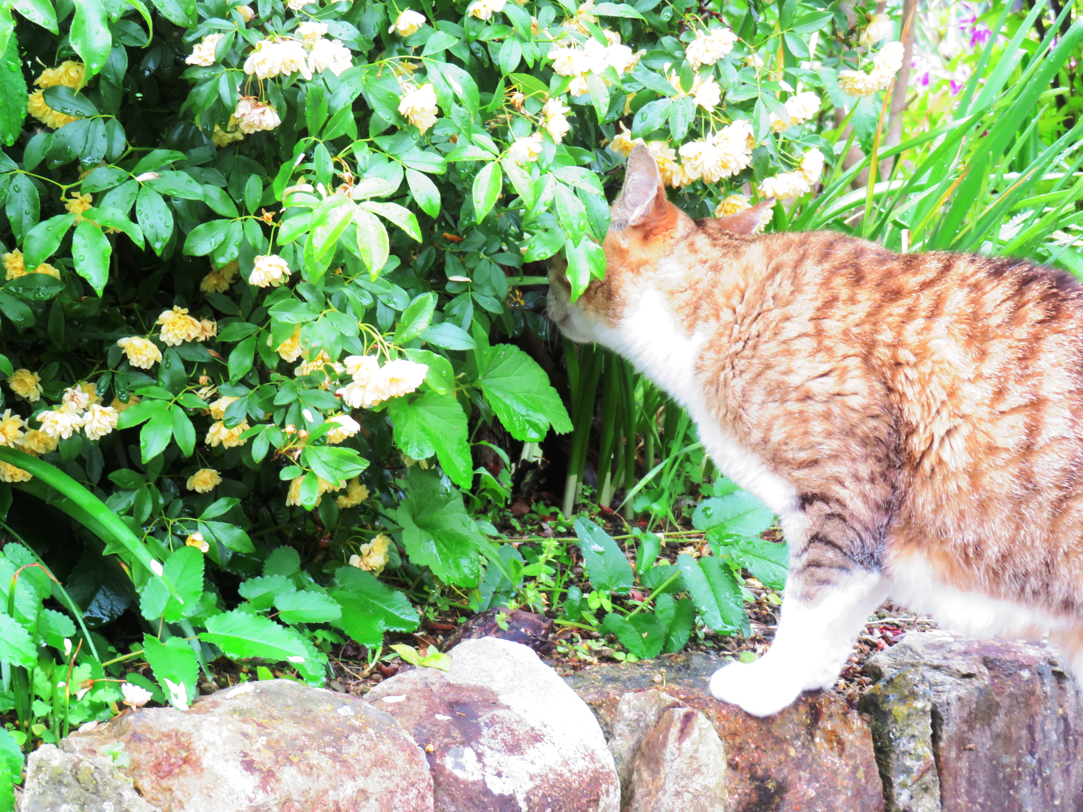 ねこ、風太 巡回
