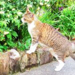 ねこ、風太　巡回
