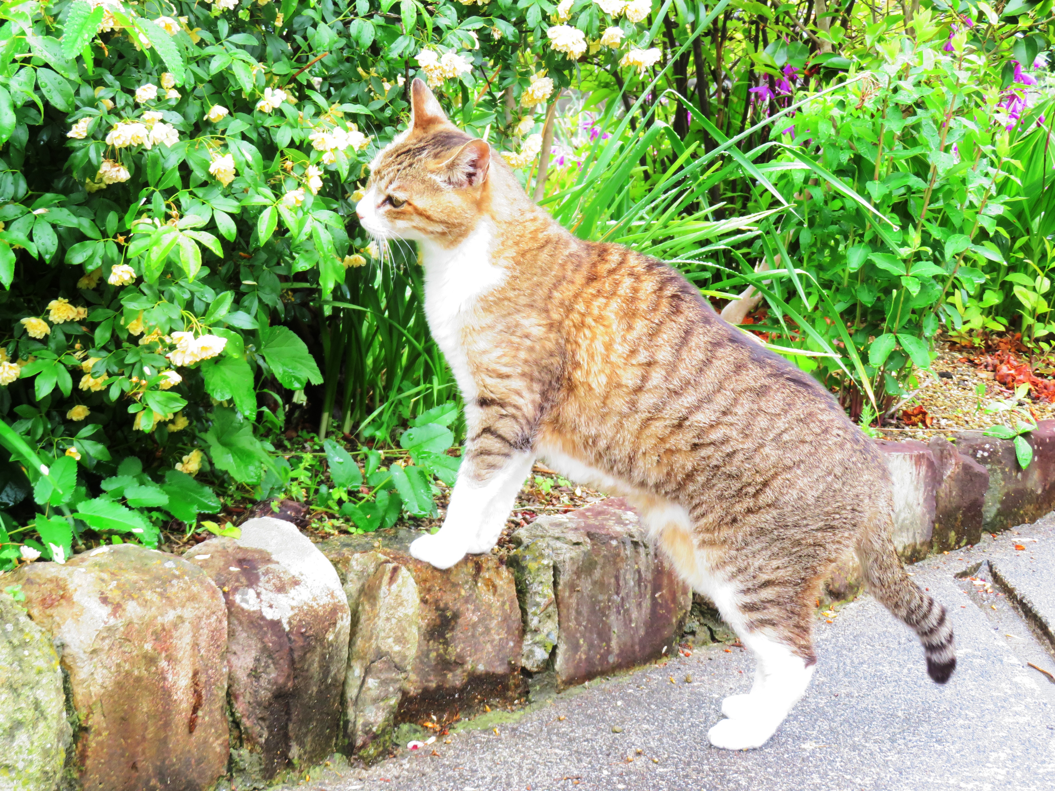 ねこ、風太 巡回