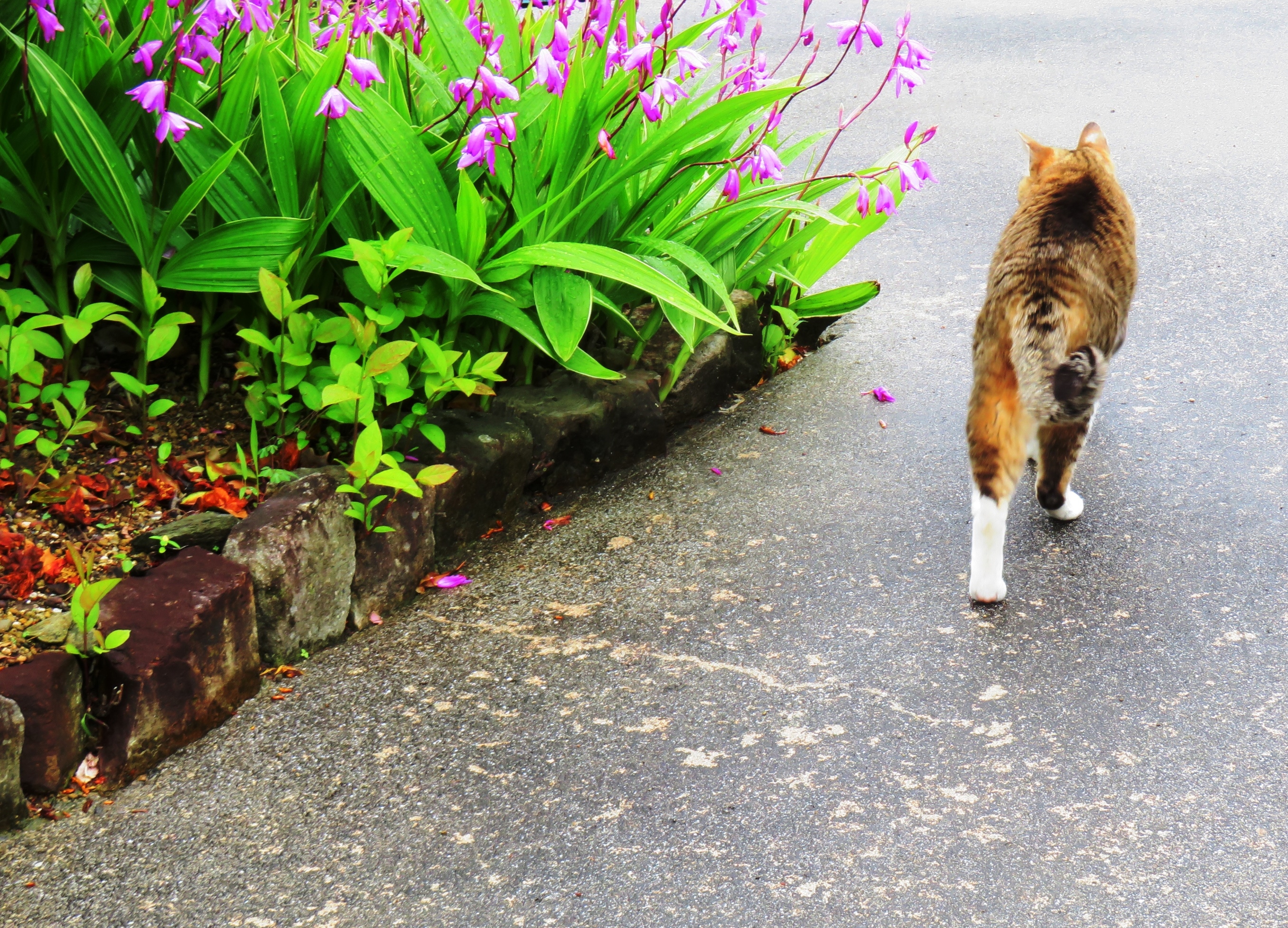 ねこ、風太 巡回