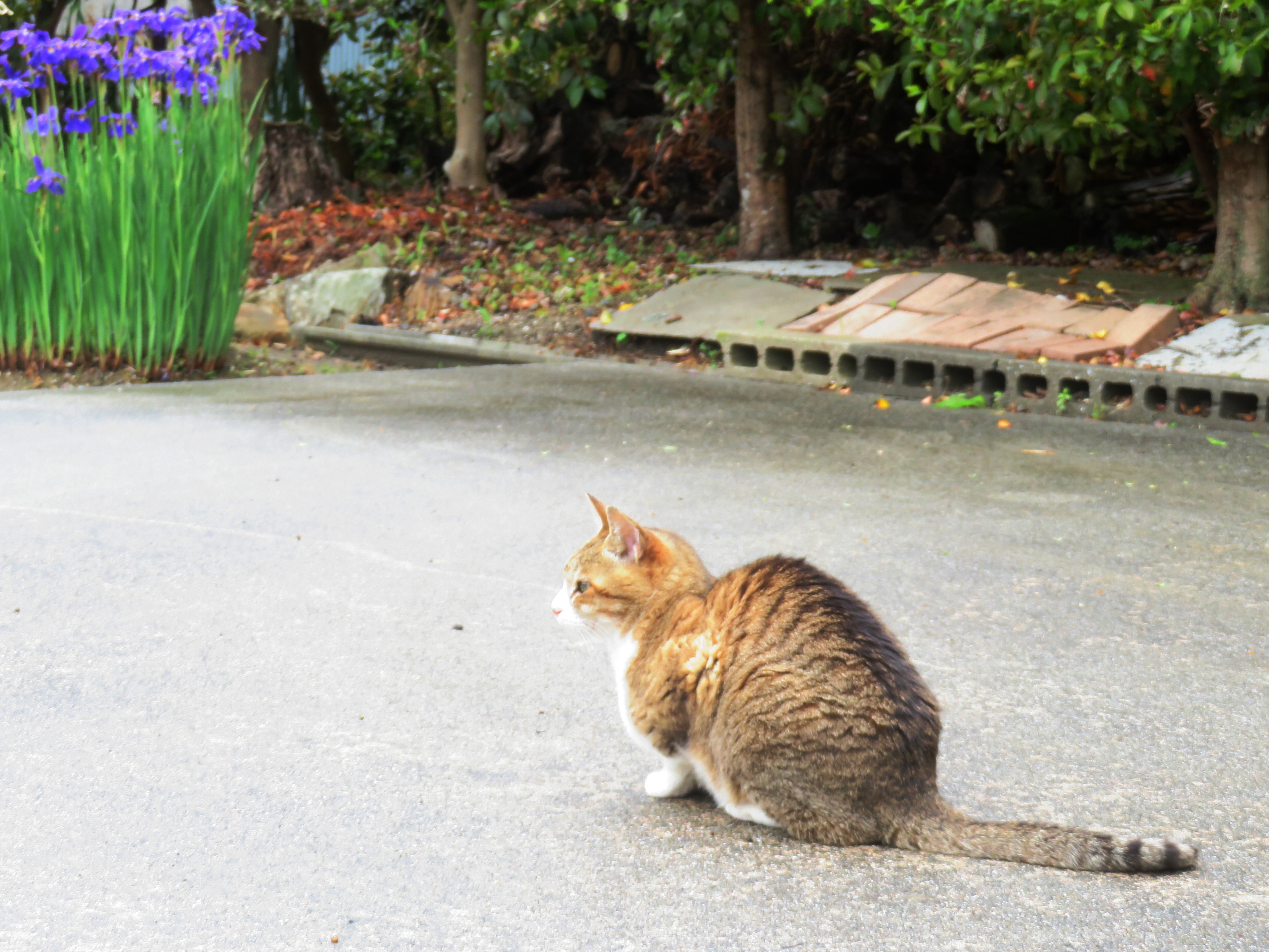 ねこ、風太 巡回