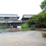 ねこ、風太　巡回