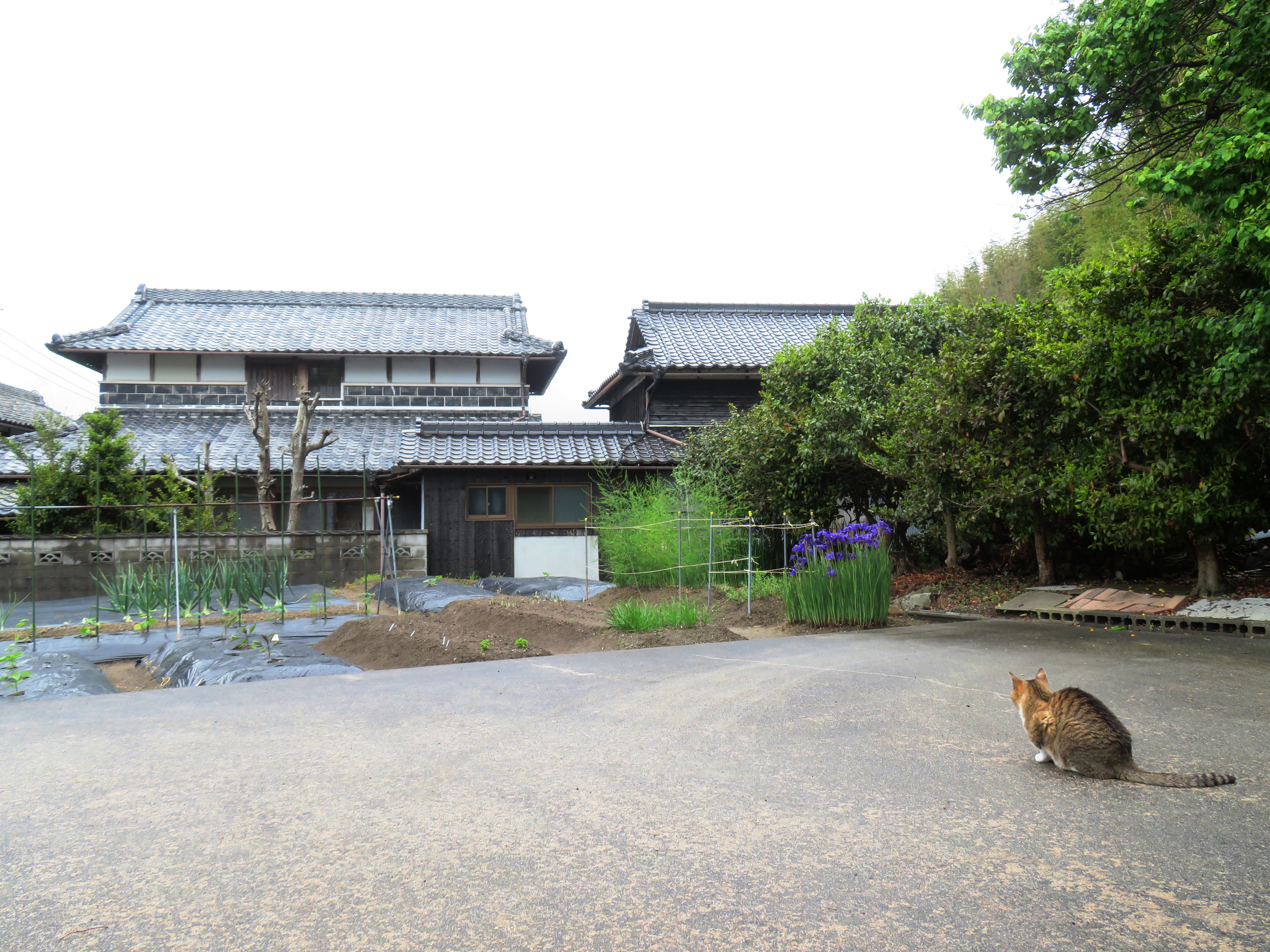ねこ、風太 巡回