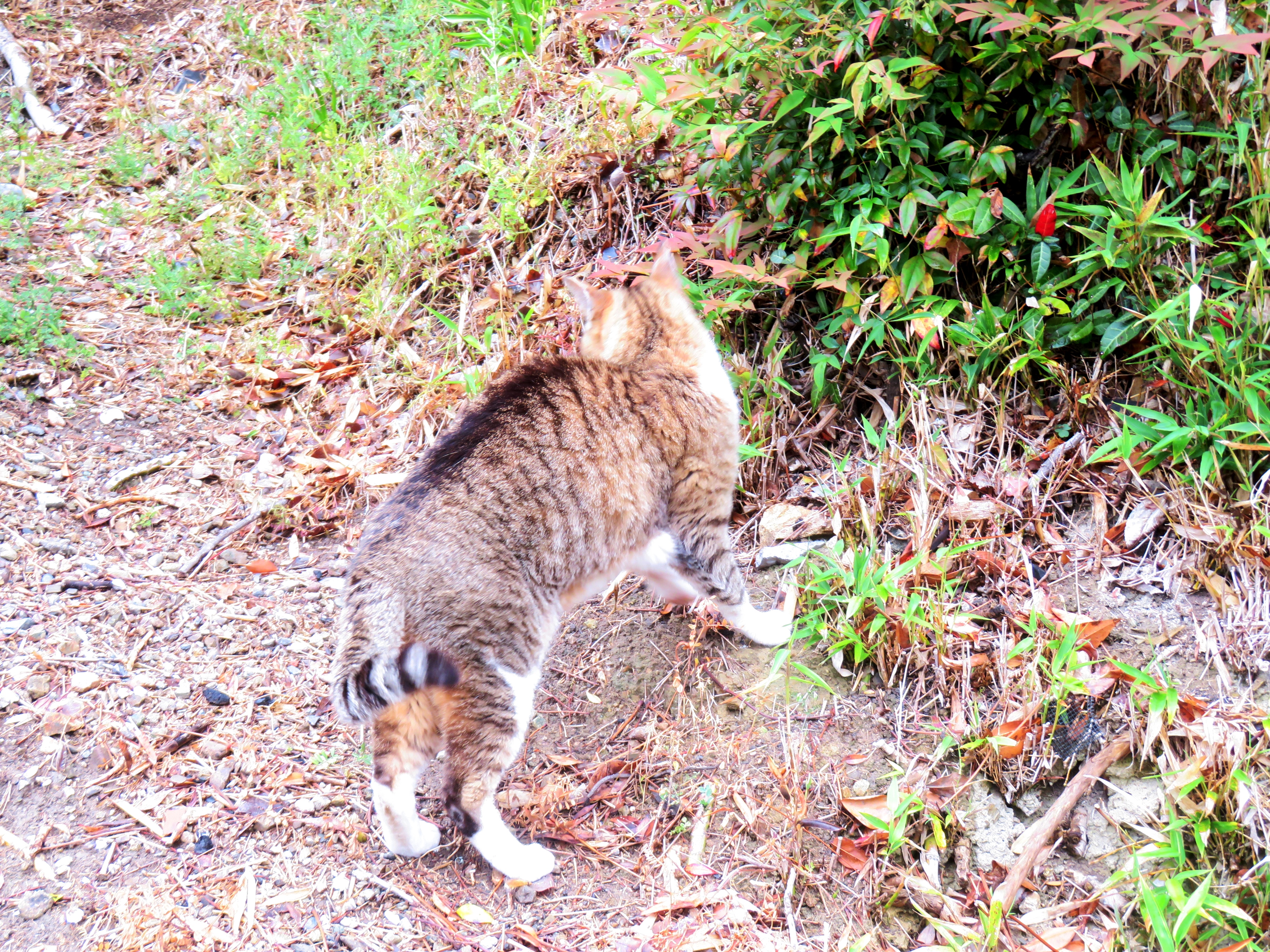 ねこ、風太 巡回