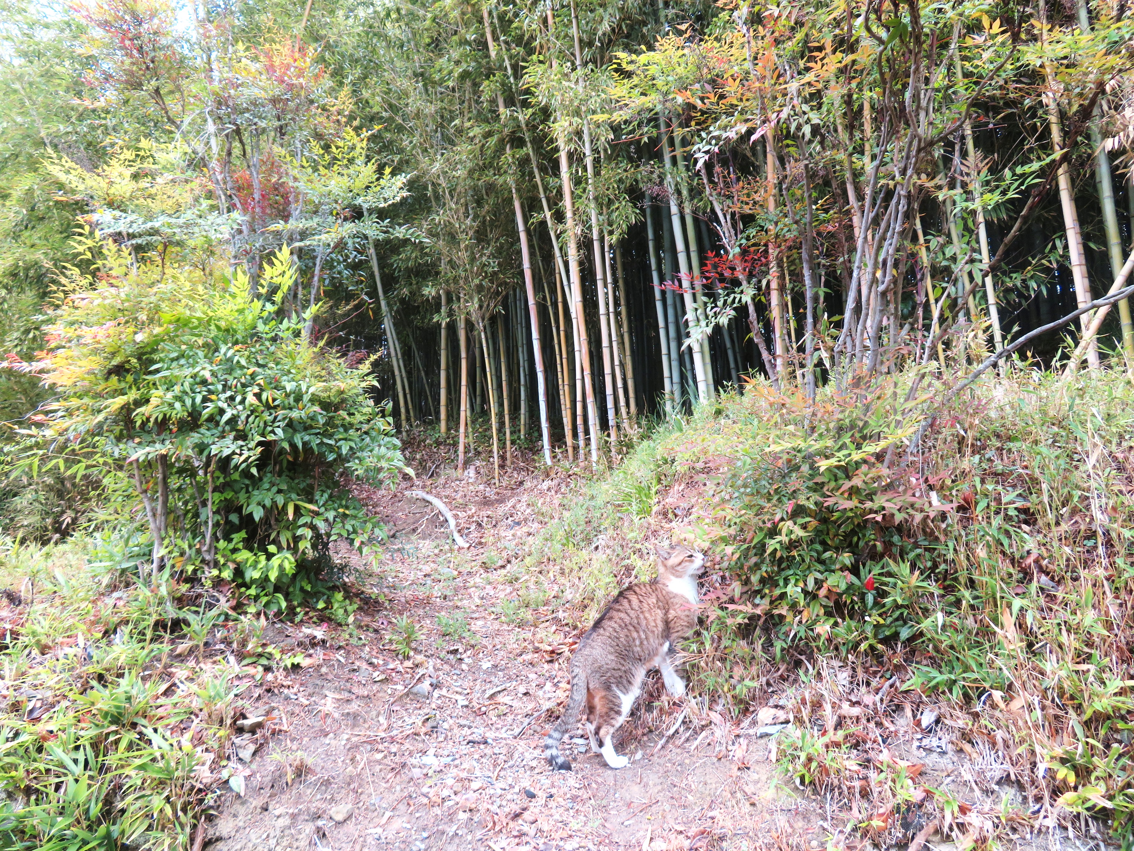 ねこ、風太 巡回