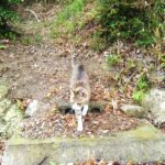 ねこ、風太　巡回