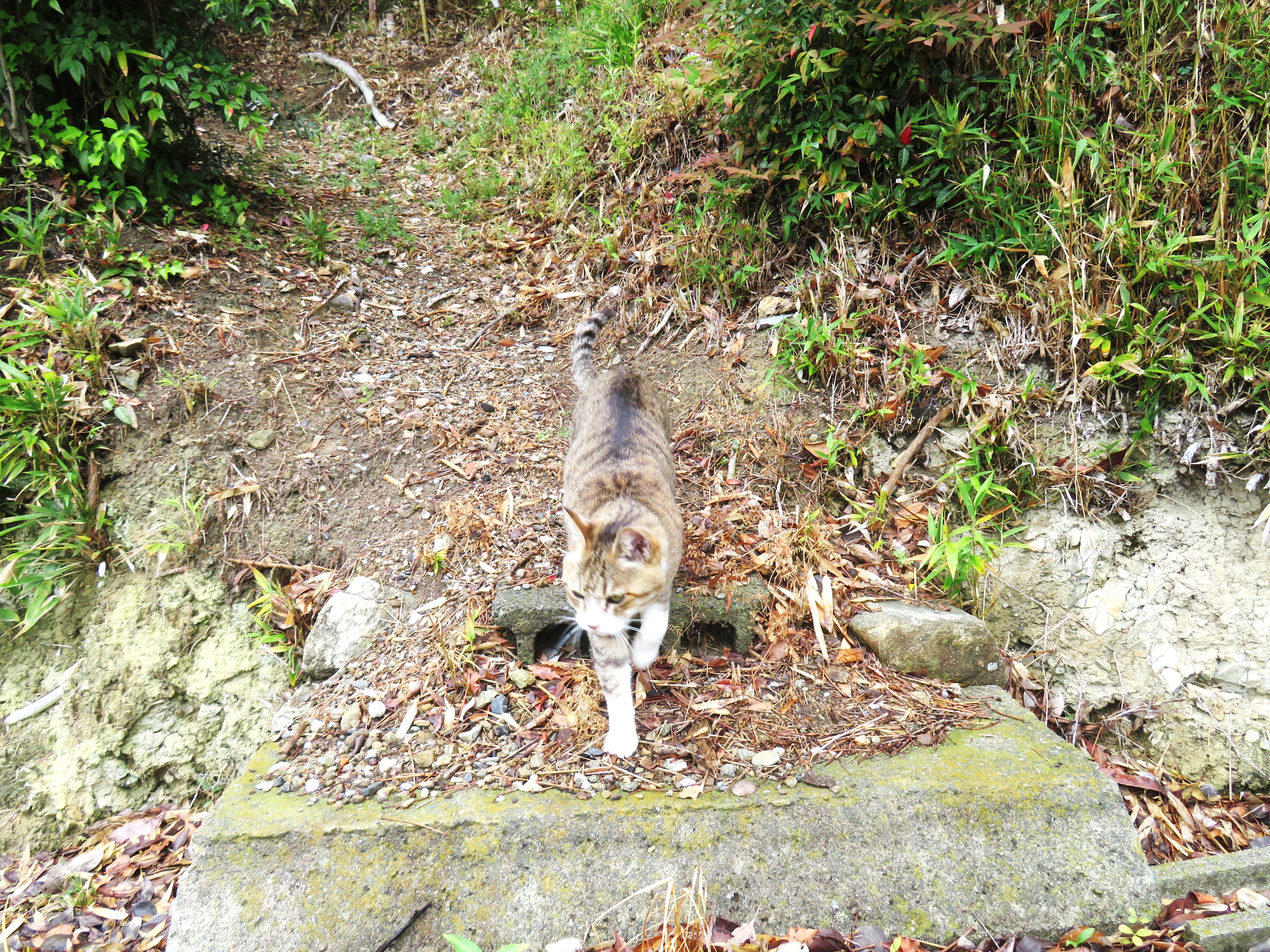 ねこ、風太 巡回