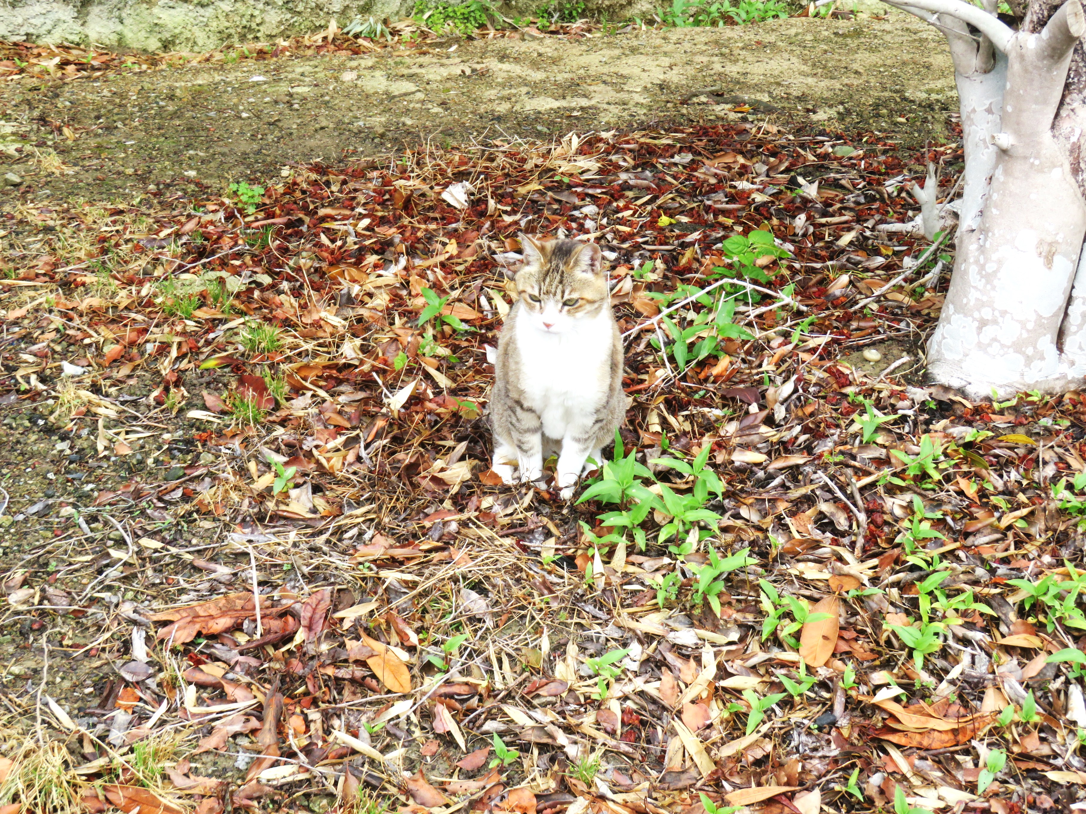 ねこ、風太 マーキング