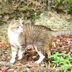 ねこ、風太　マーキング