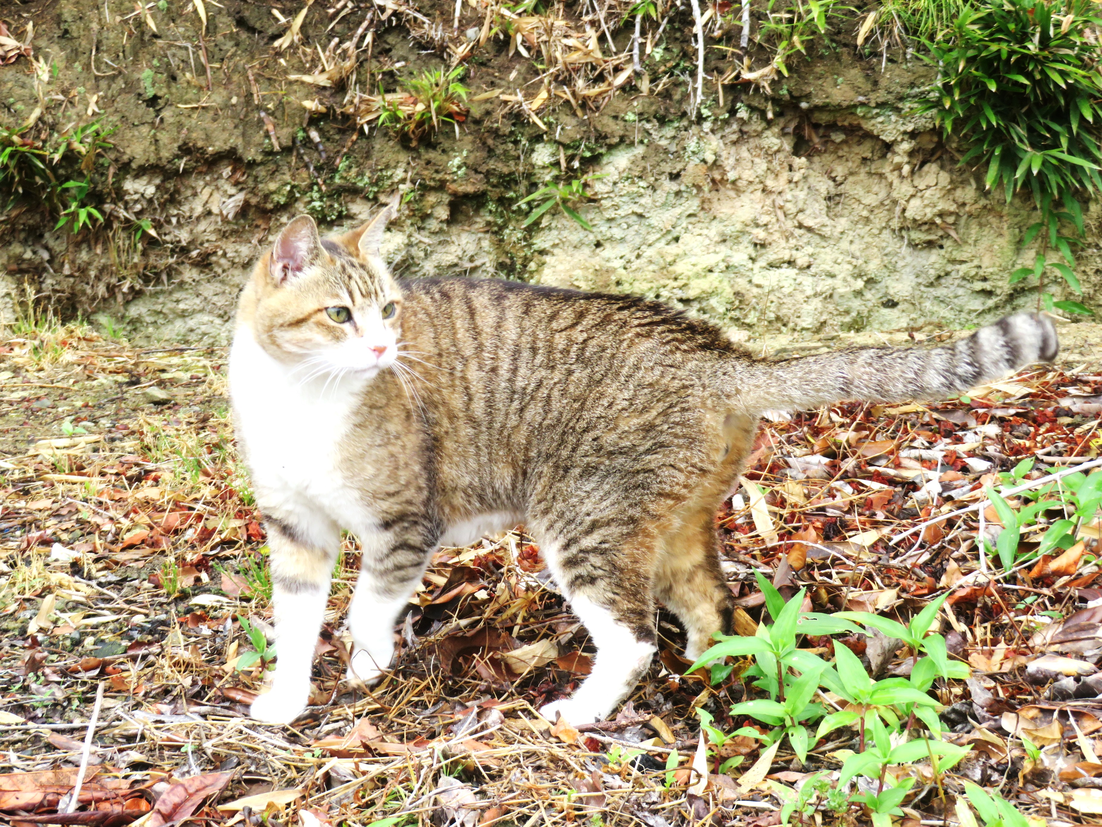 ねこ、風太 マーキング