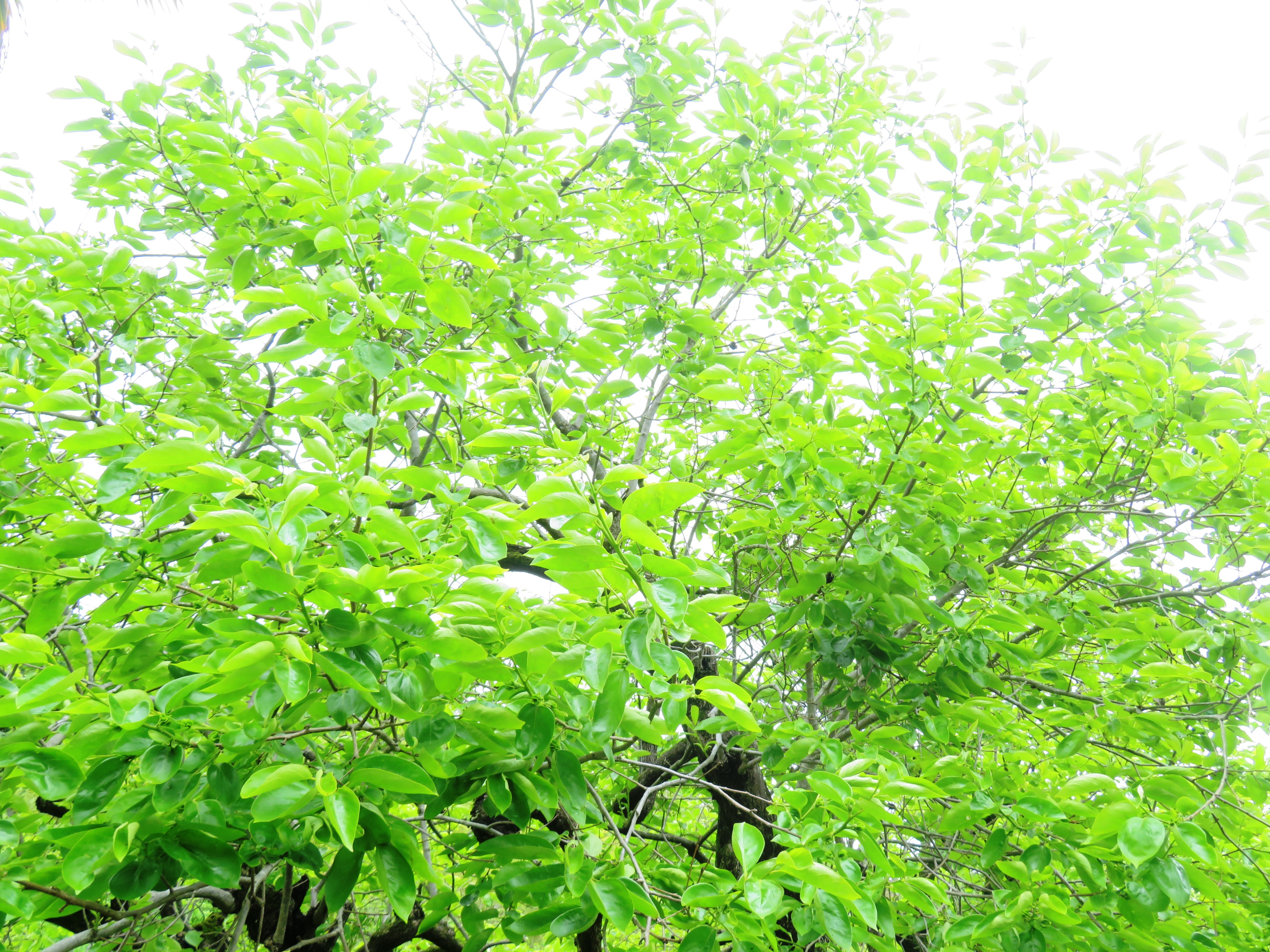 立夏の柿の木