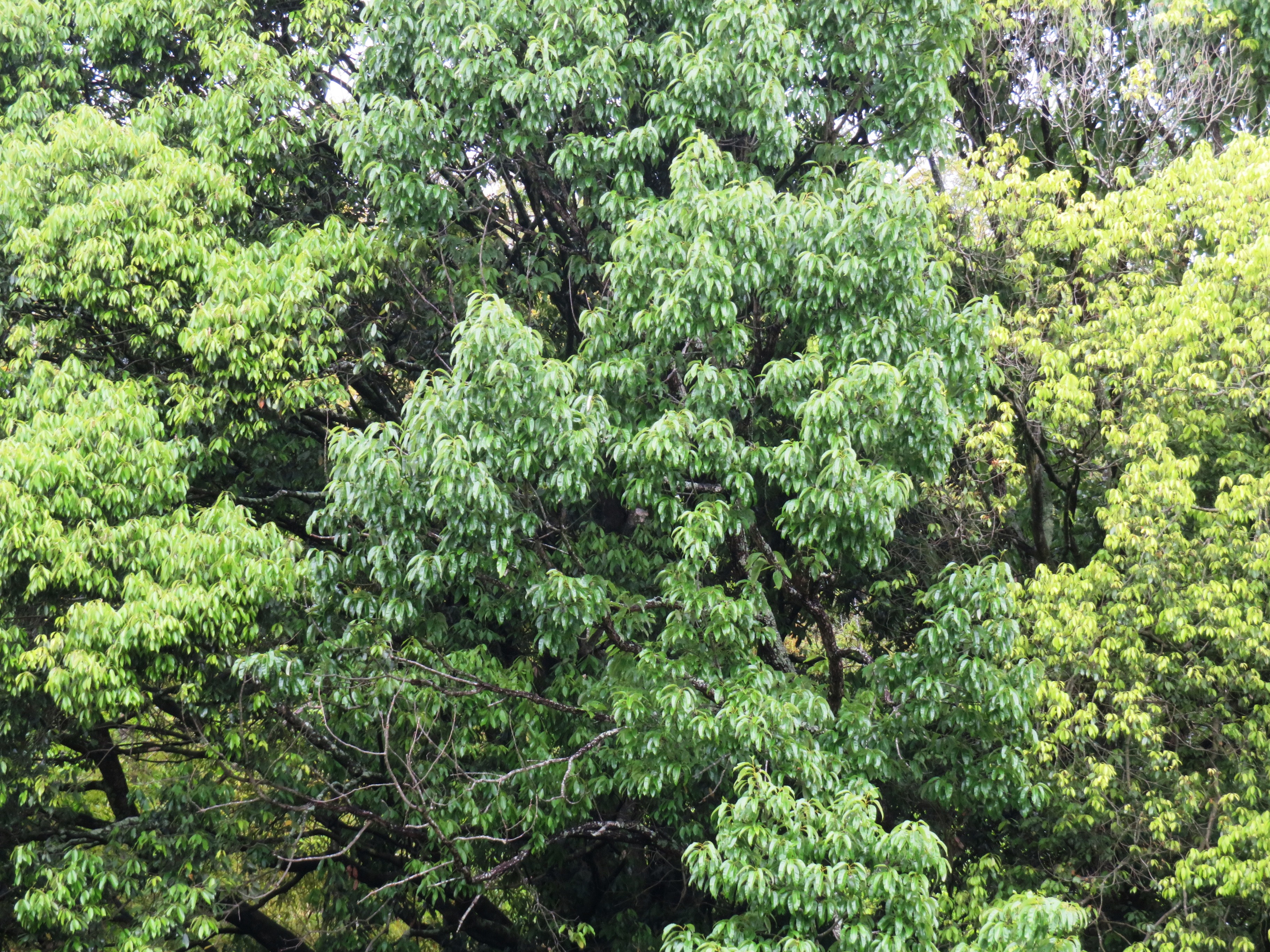 樫の木の新緑