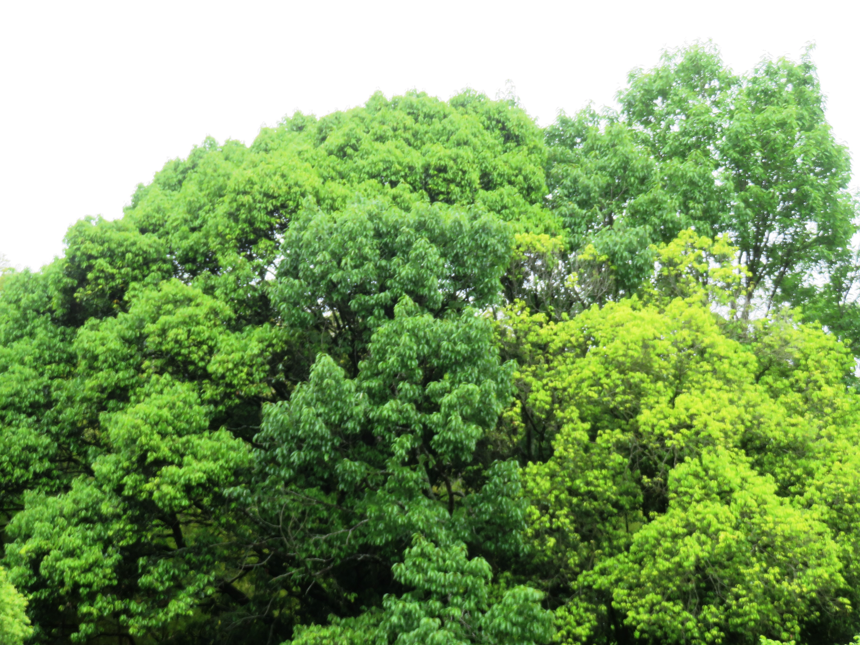 樫の木の新緑