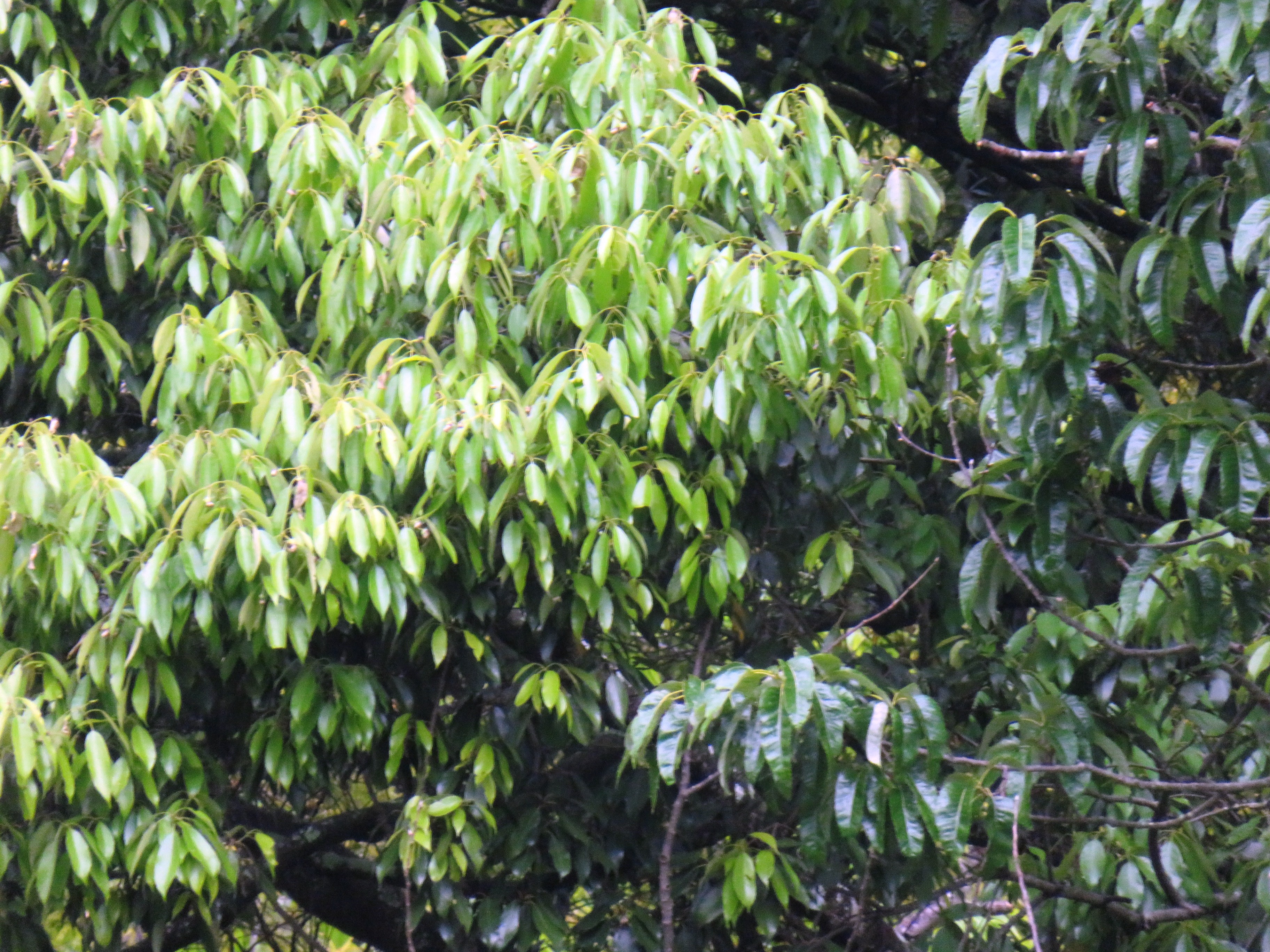 樫の木の新緑