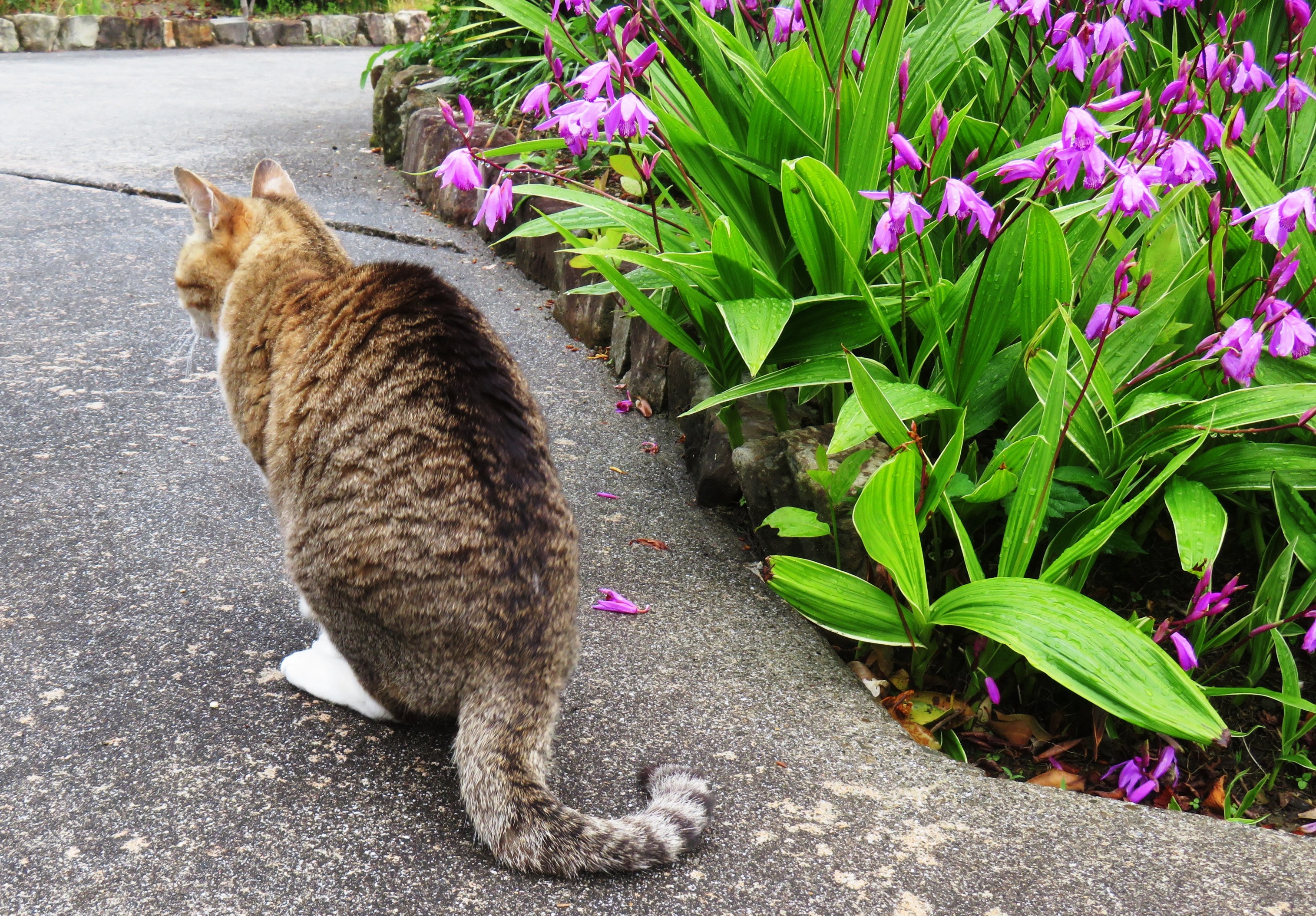 ねこ、風太 巡回