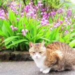 ねこ、風太　巡回