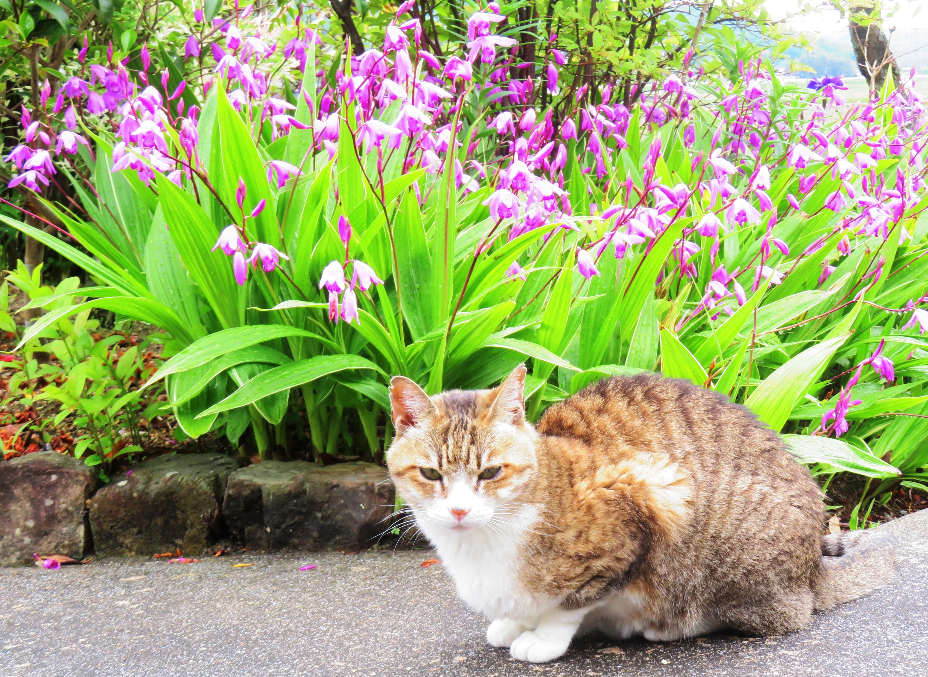 ねこ、風太 巡回