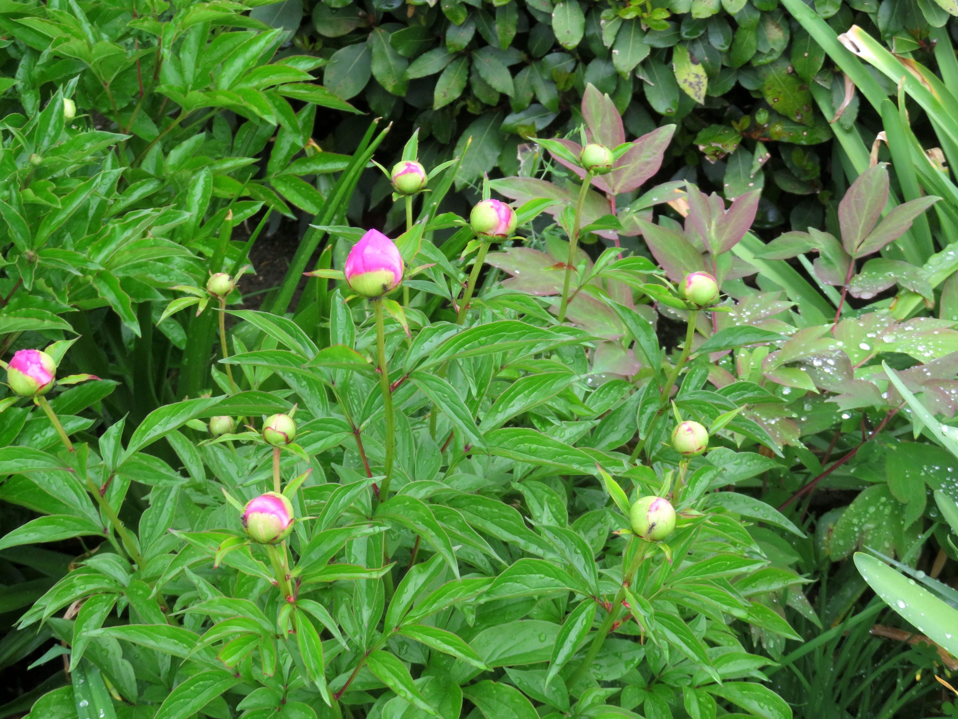 芍薬と雨
