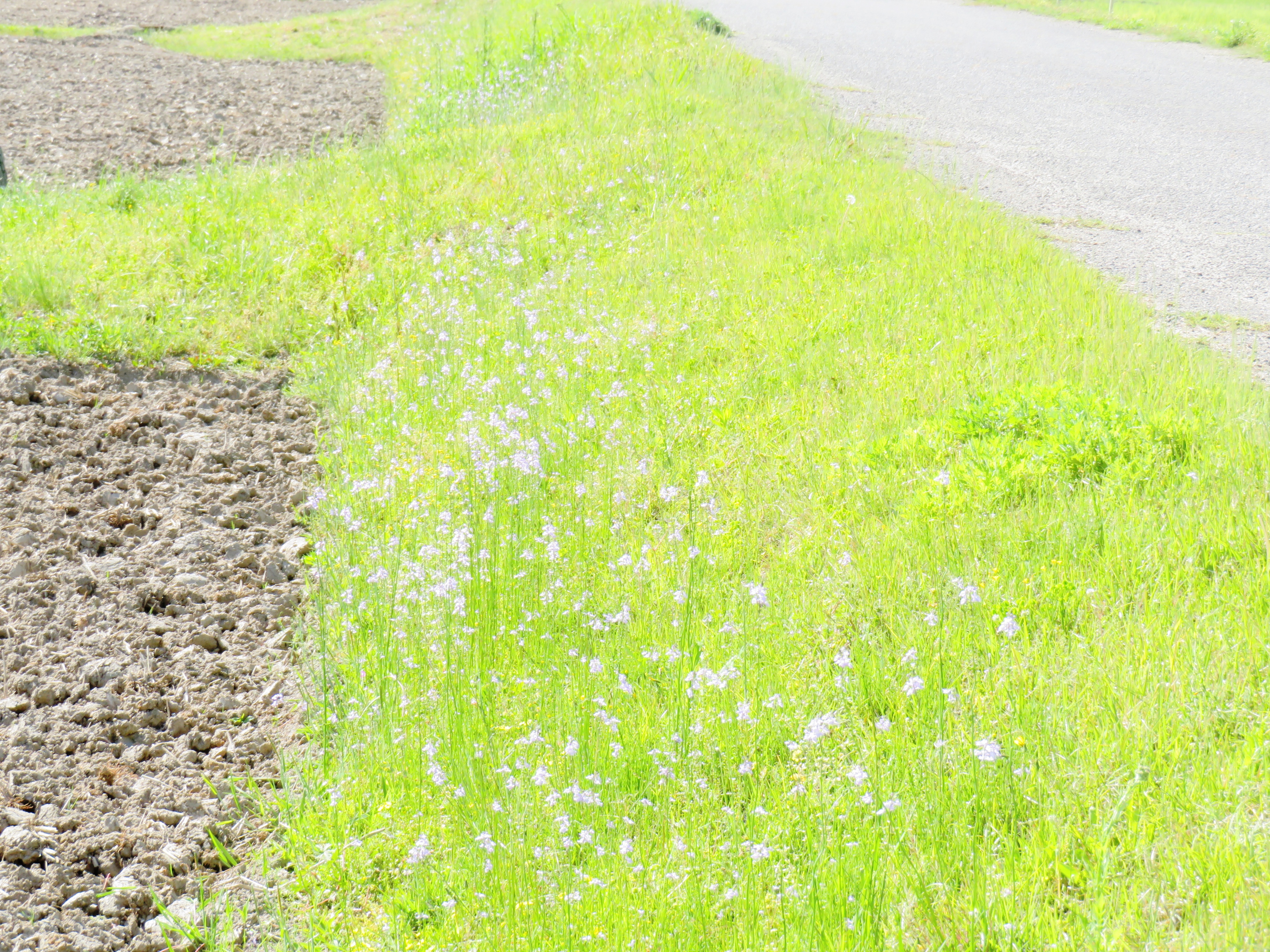 立夏の田舎道