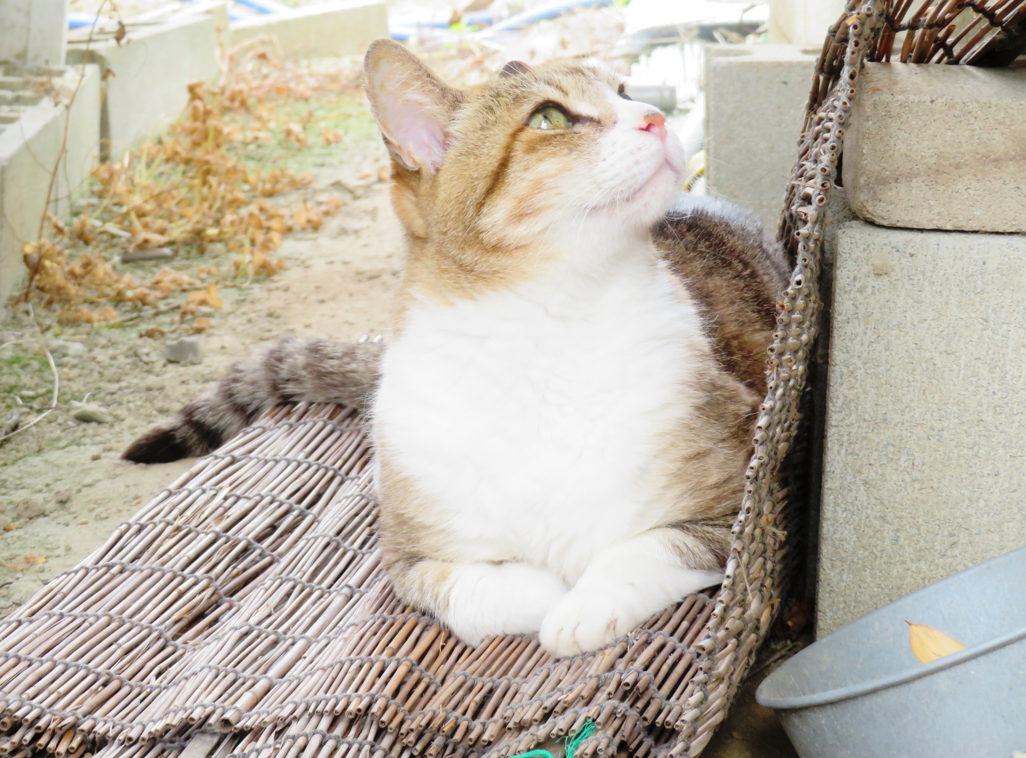 ねこ、風太 日陰