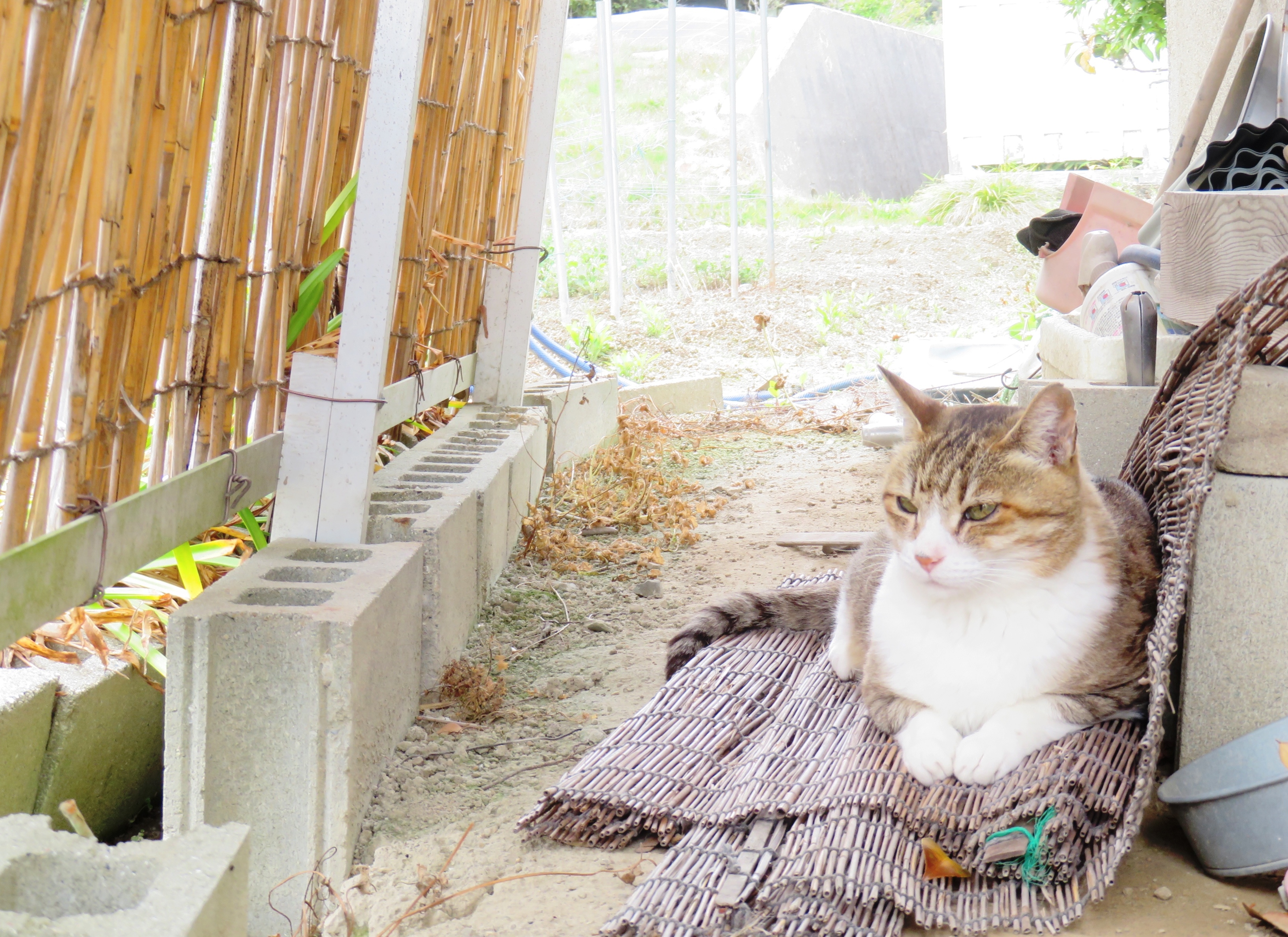 ねこ、風太 日陰