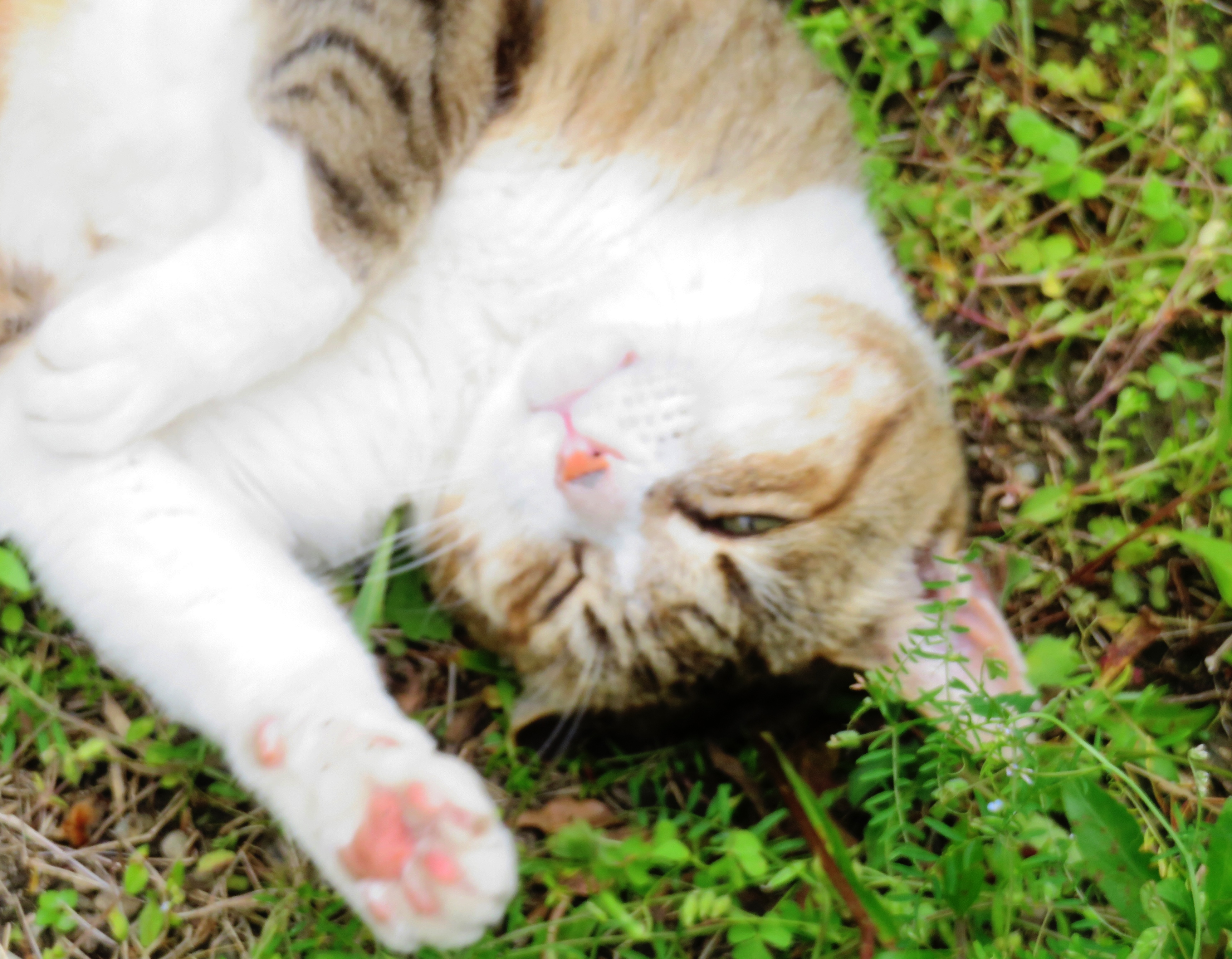ねこ、風太 ゴロゴロ
