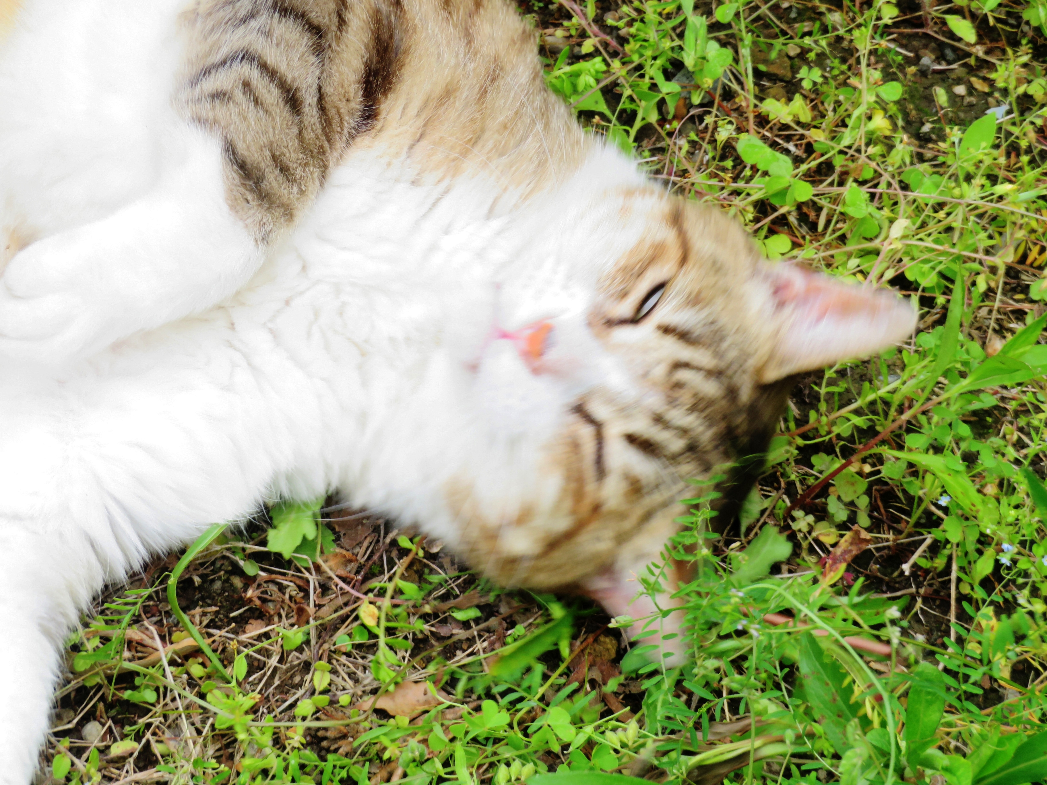 ねこ、風太 ゴロゴロ