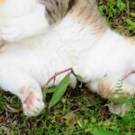ねこ、風太　ゴロゴロ