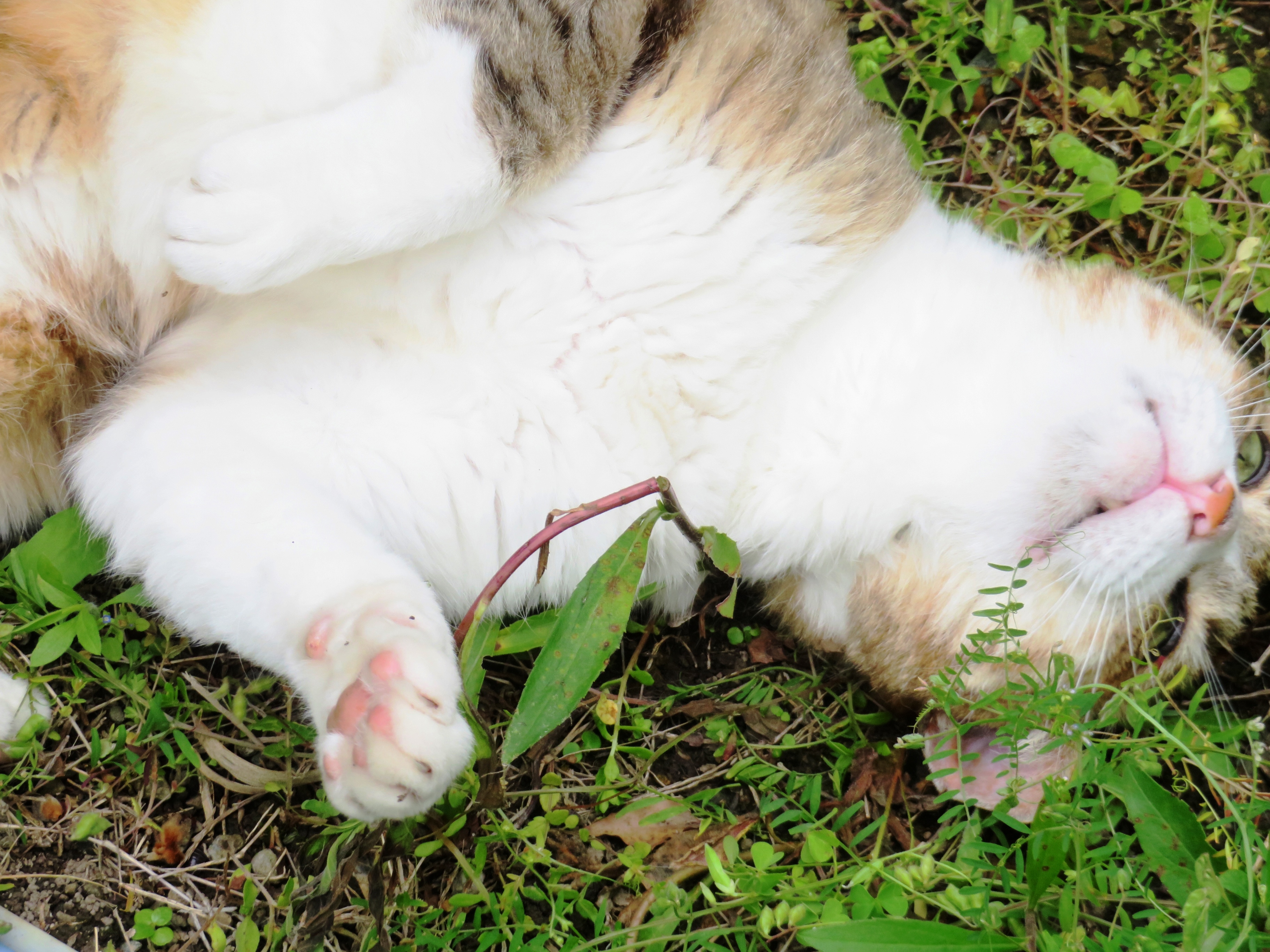 ねこ、風太 ゴロゴロ