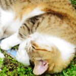 ねこ、風太　ゴロゴロ