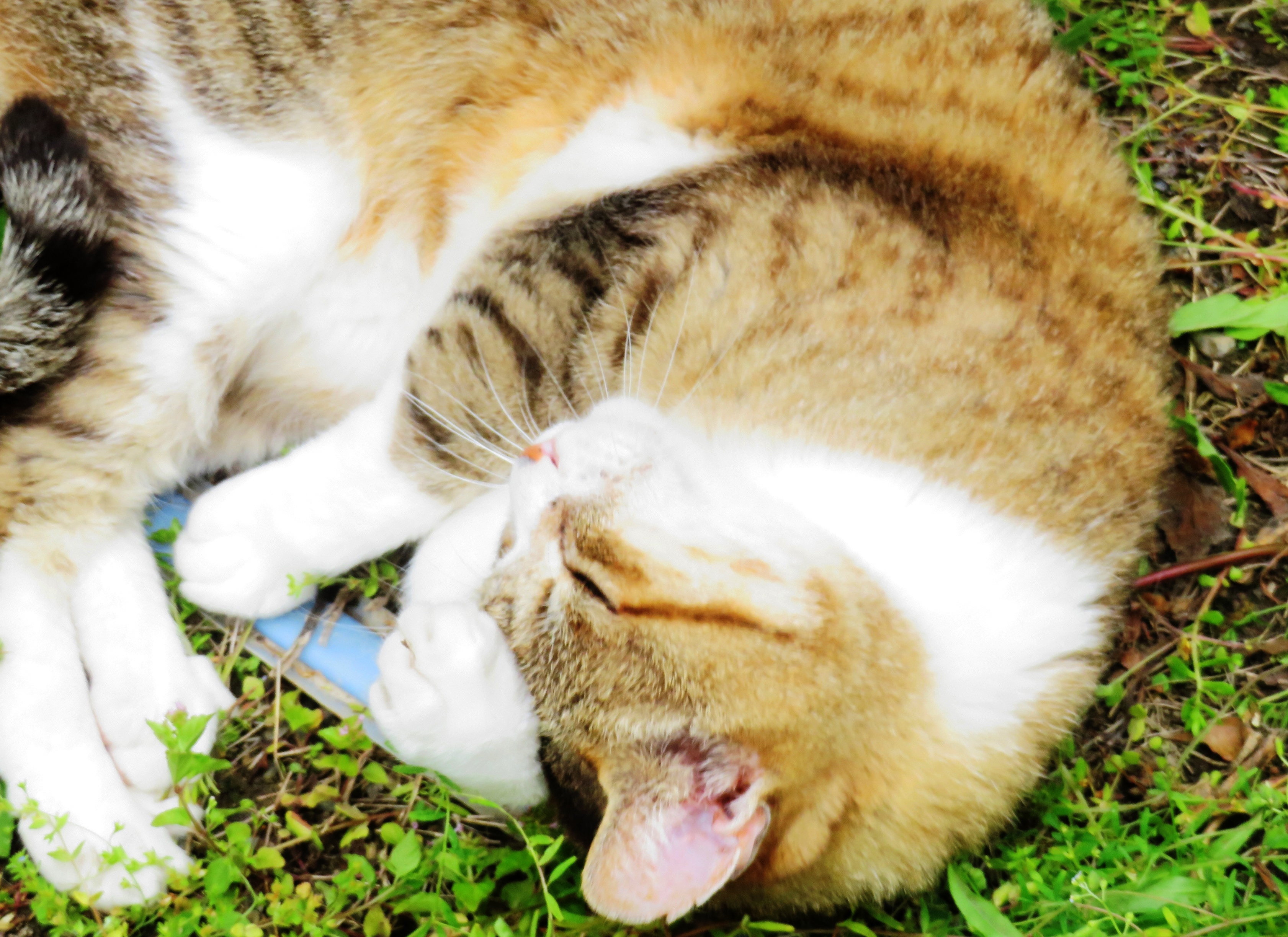 ねこ、風太 ゴロゴロ
