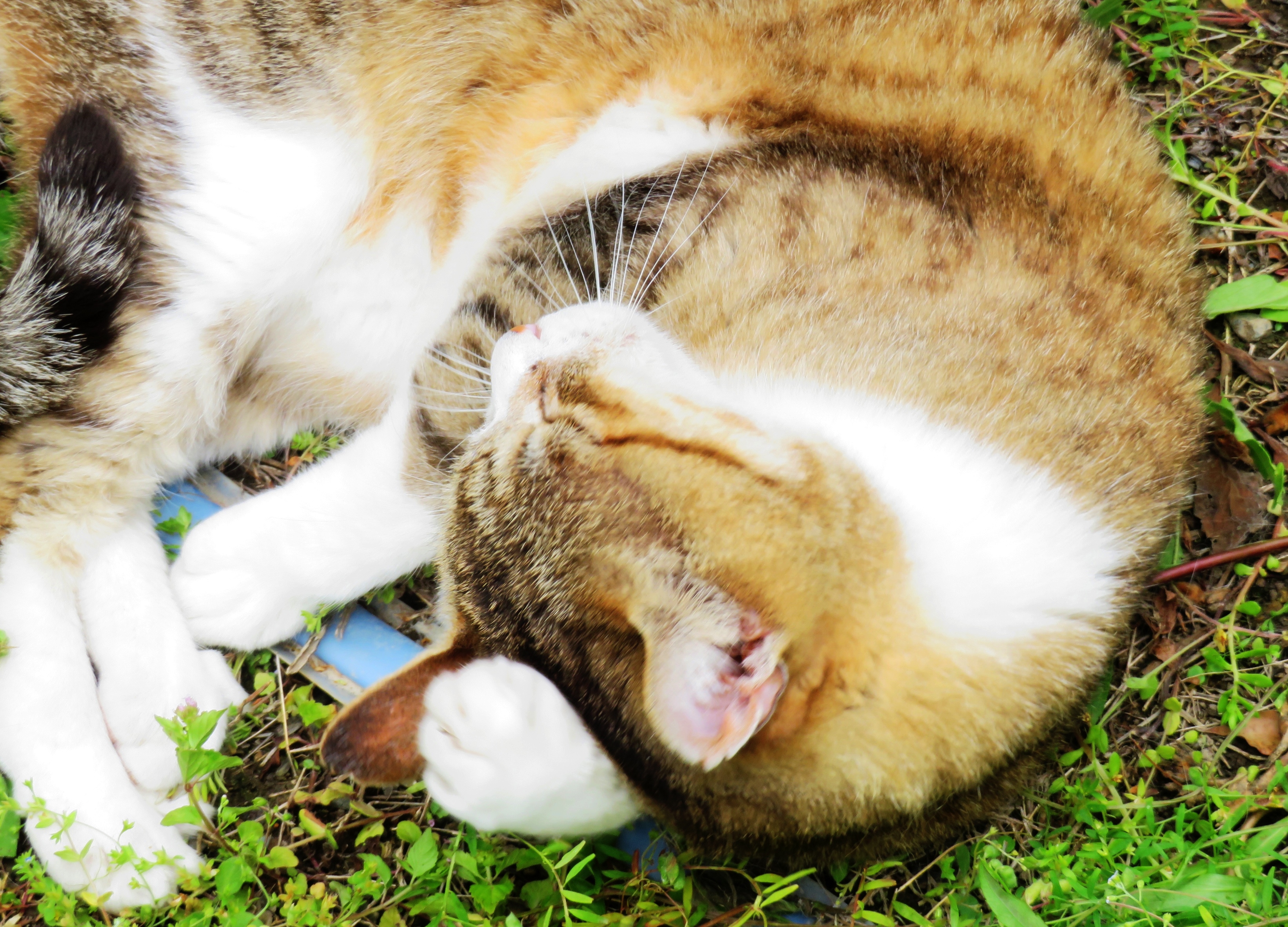 ねこ、風太 ゴロゴロ