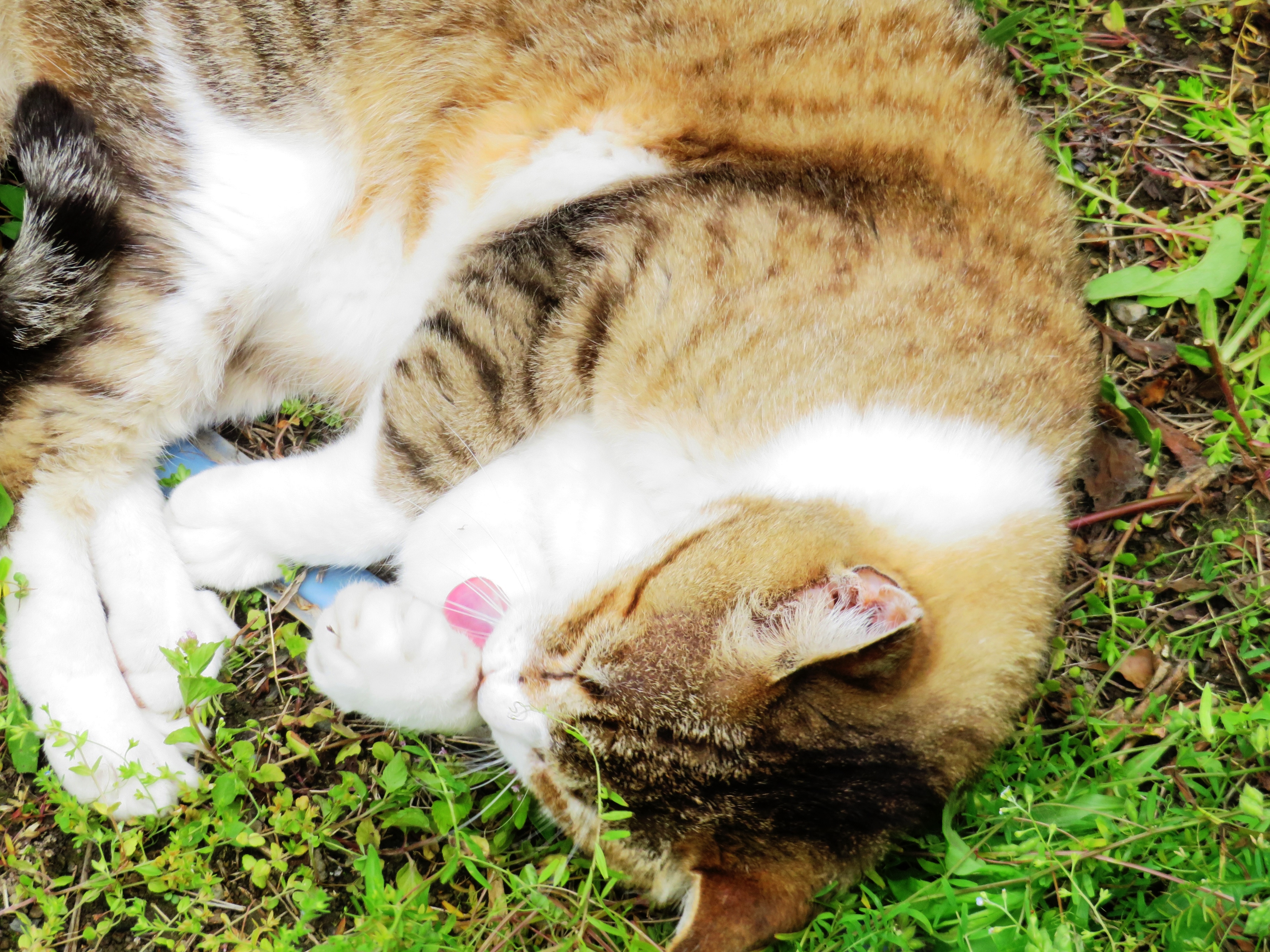 ねこ、風太 ゴロゴロ