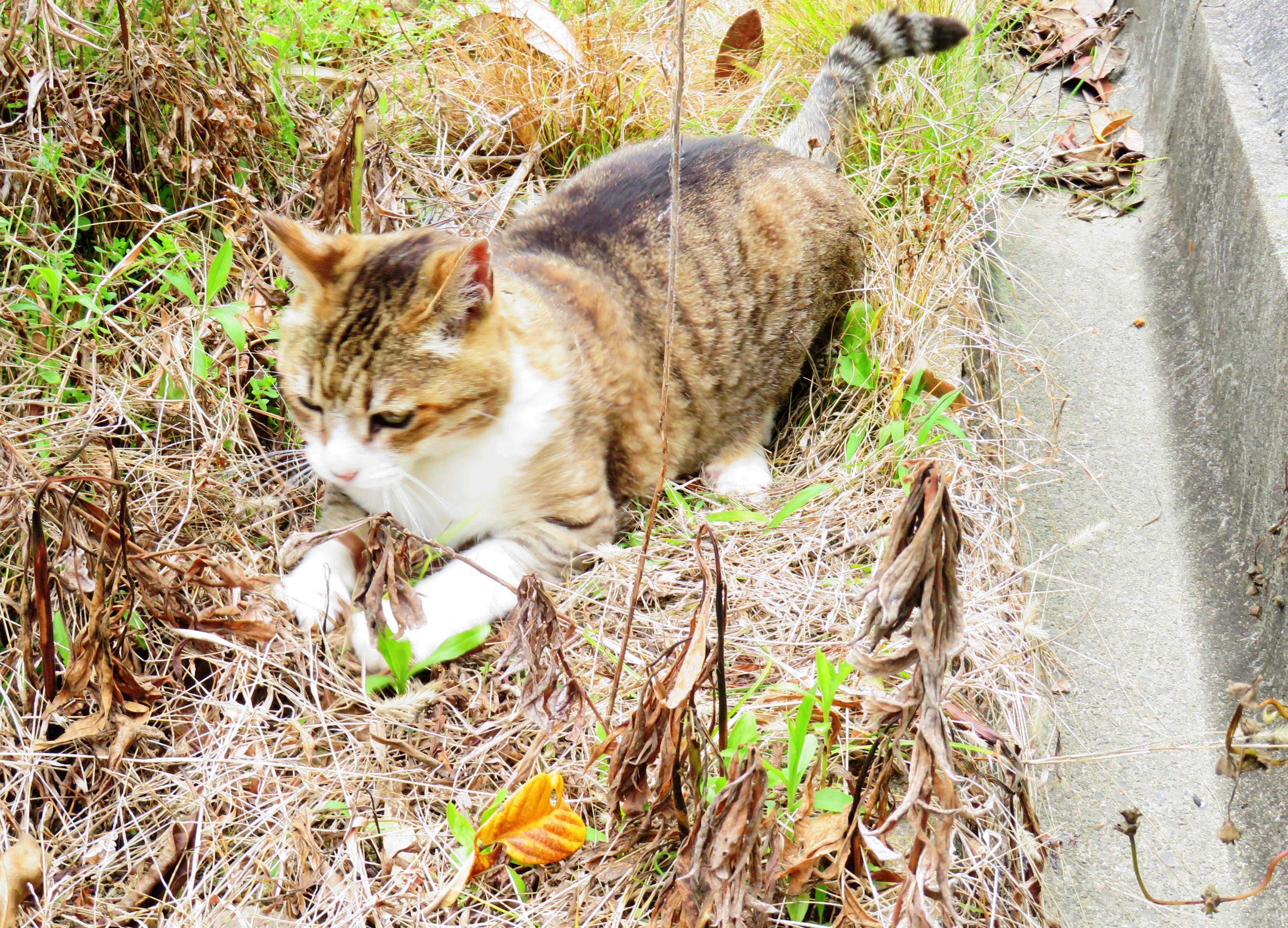 ねこ、風太 巡回