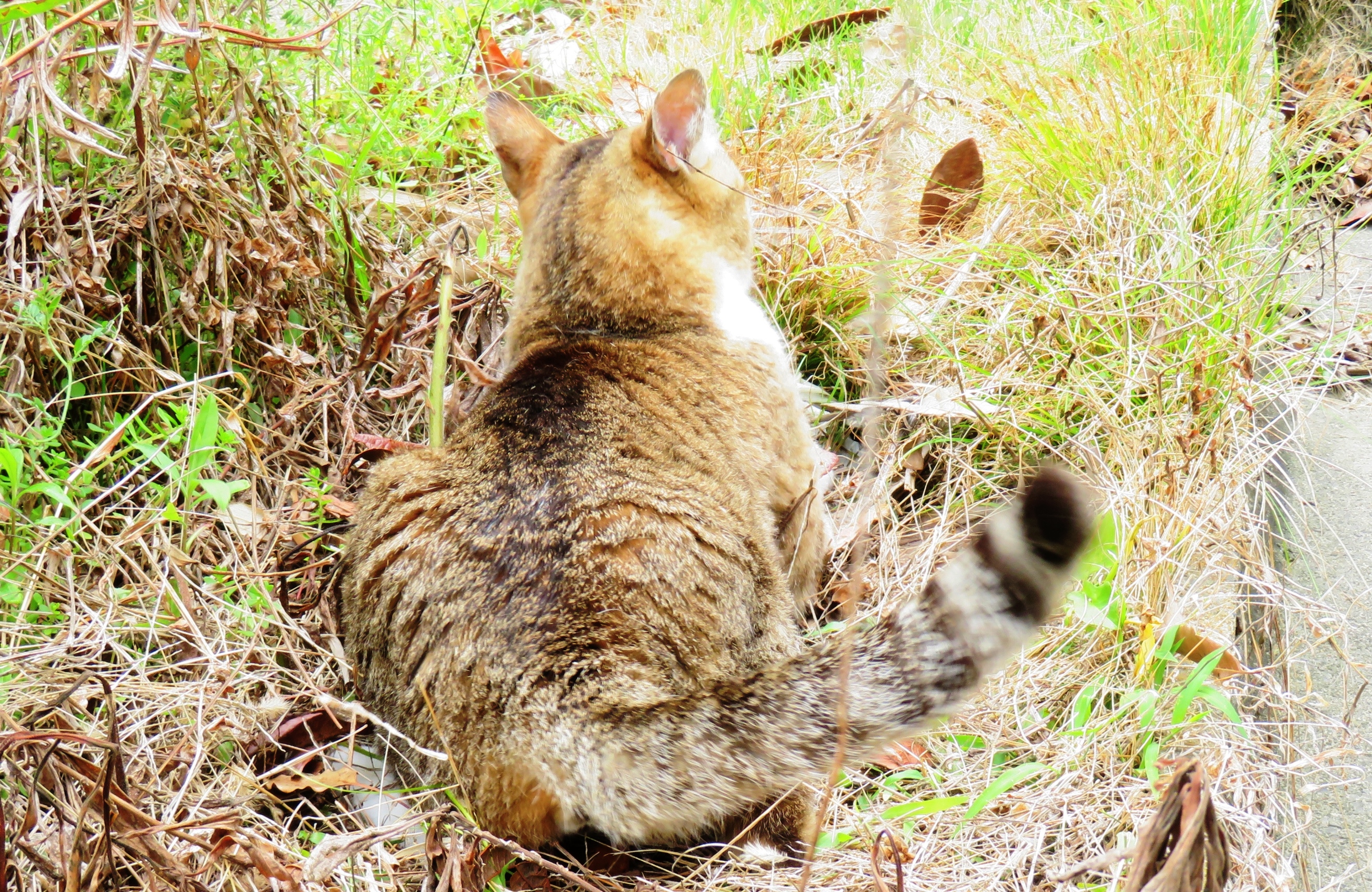 ねこ、風太 巡回