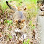 ねこ、風太　巡回