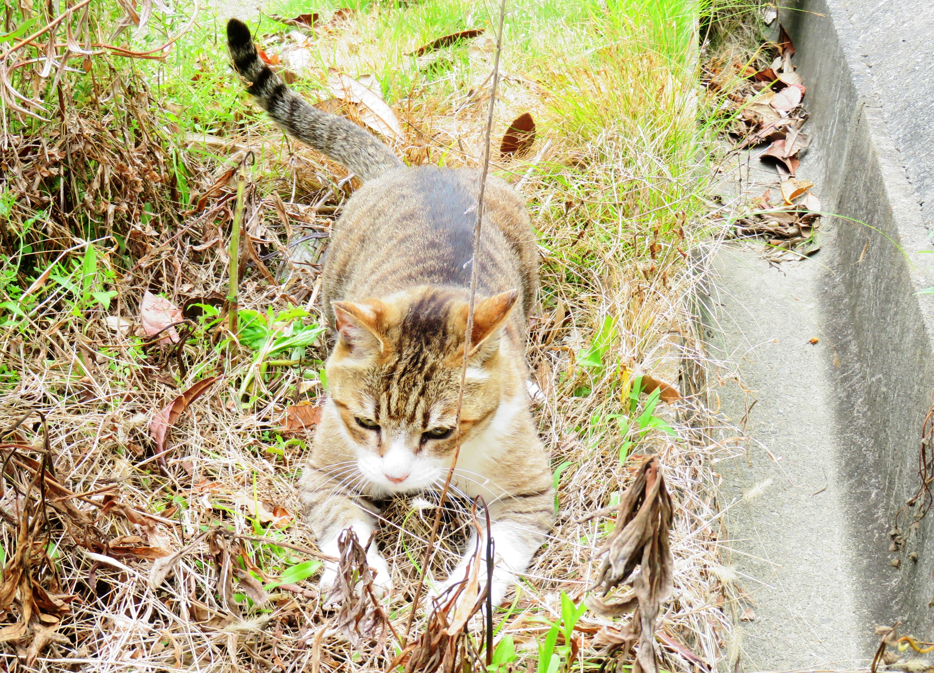 ねこ、風太 巡回