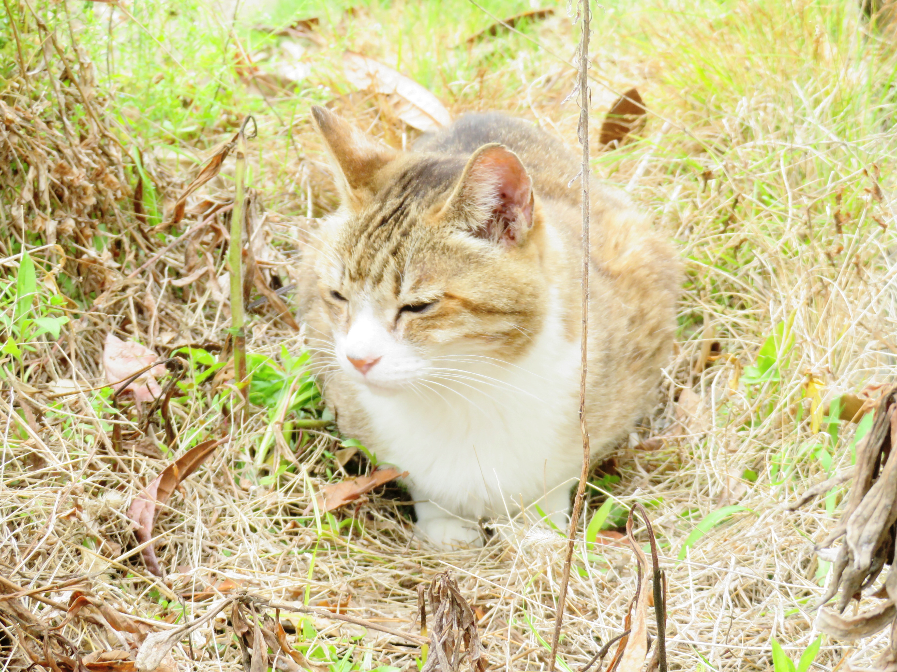 ねこ、風太 巡回