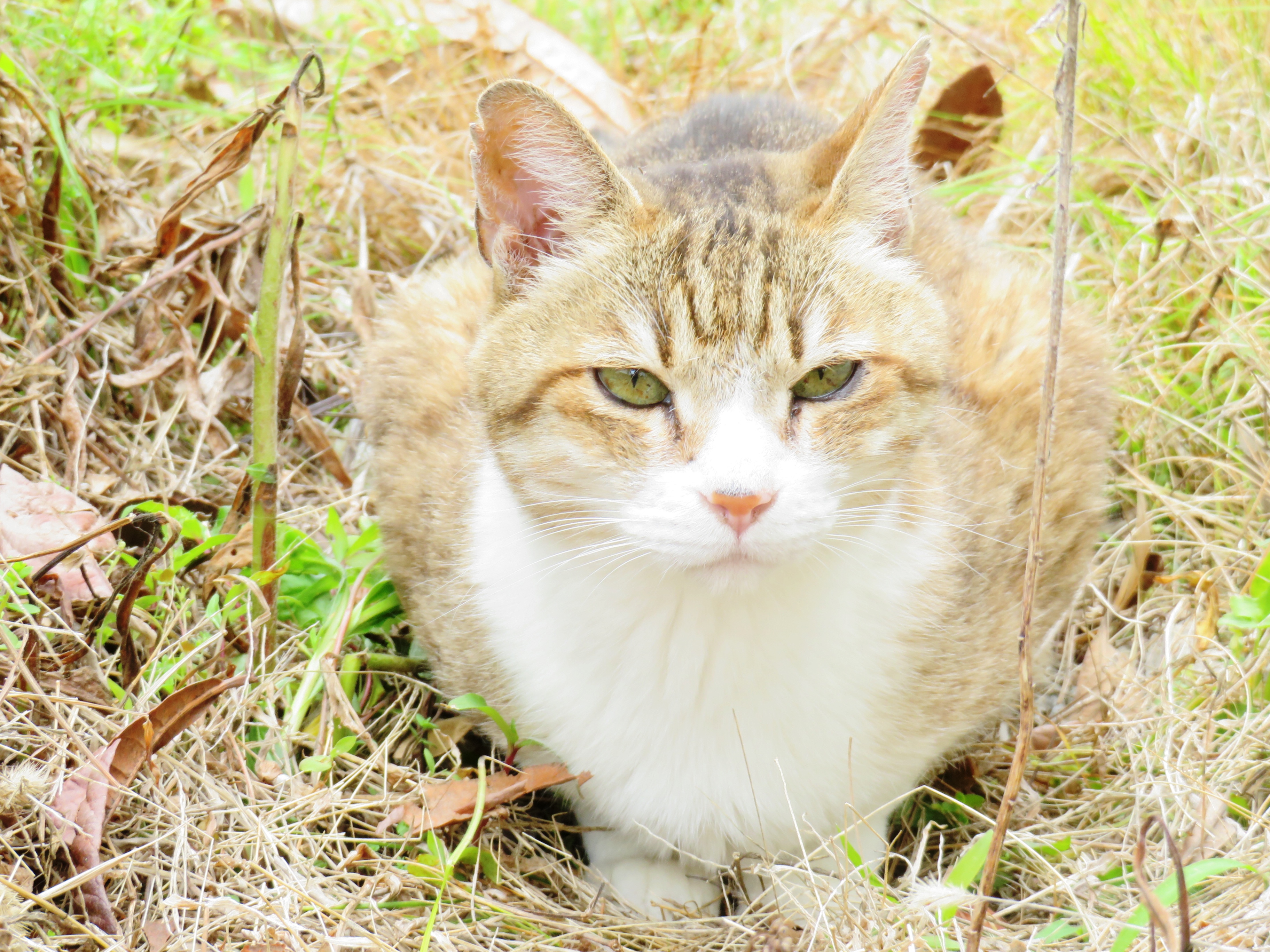 ねこ、風太 巡回