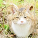 ねこ、風太　巡回